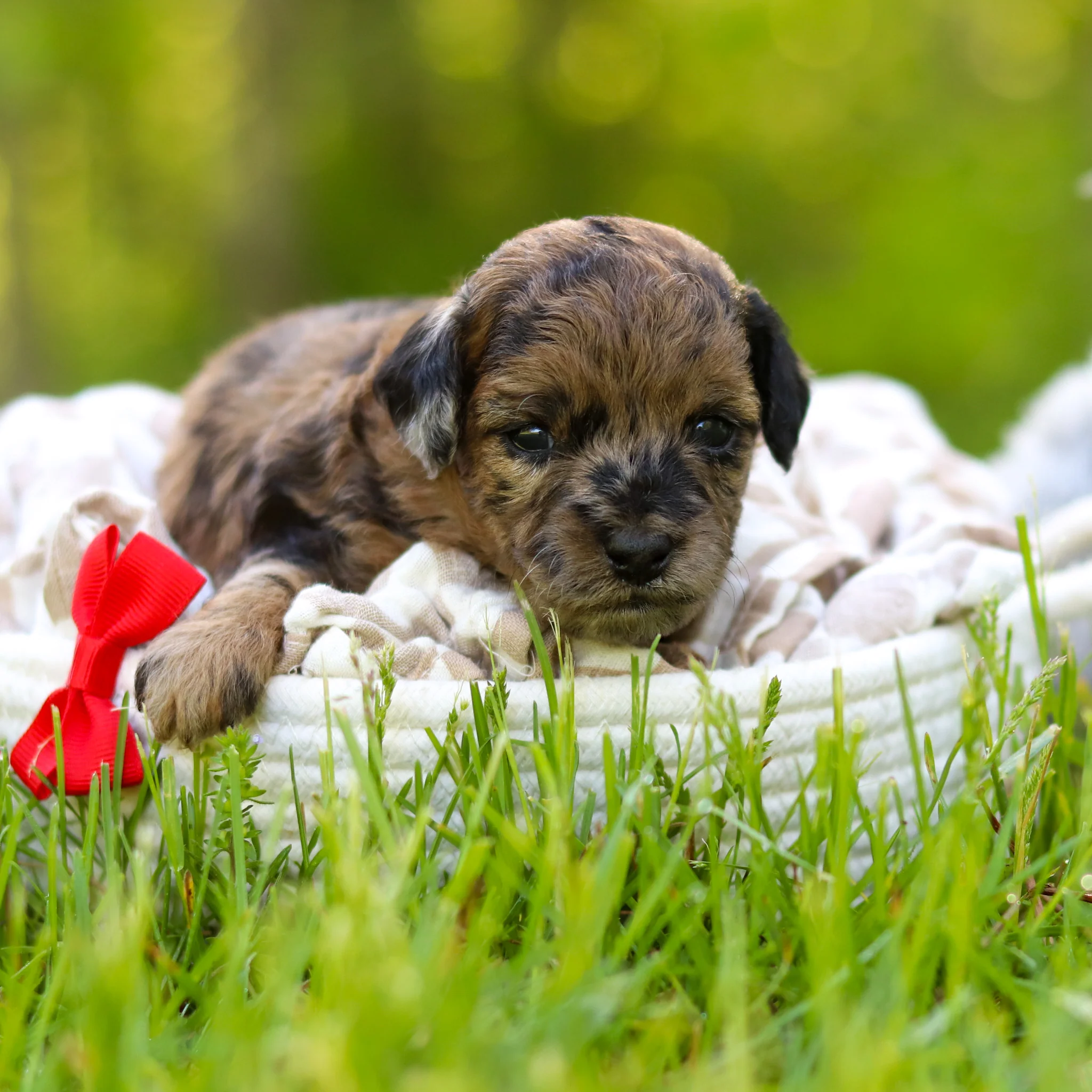 Fenway - Available 6/18 - Image 6