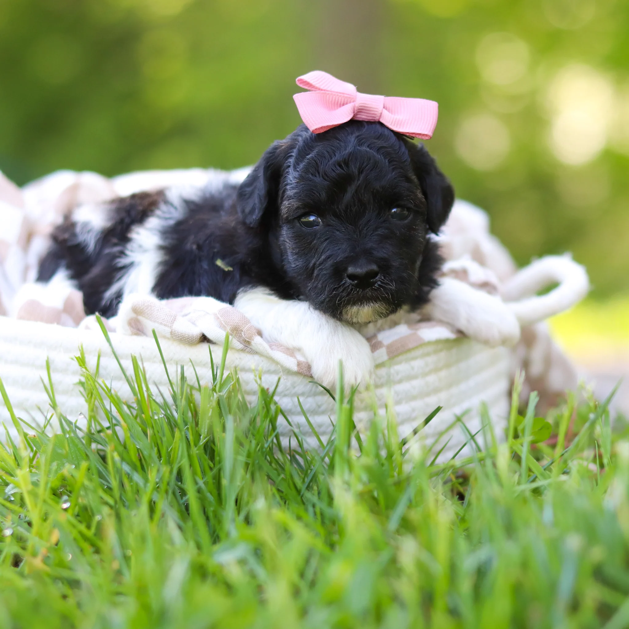 Teacup-Toy Poodle