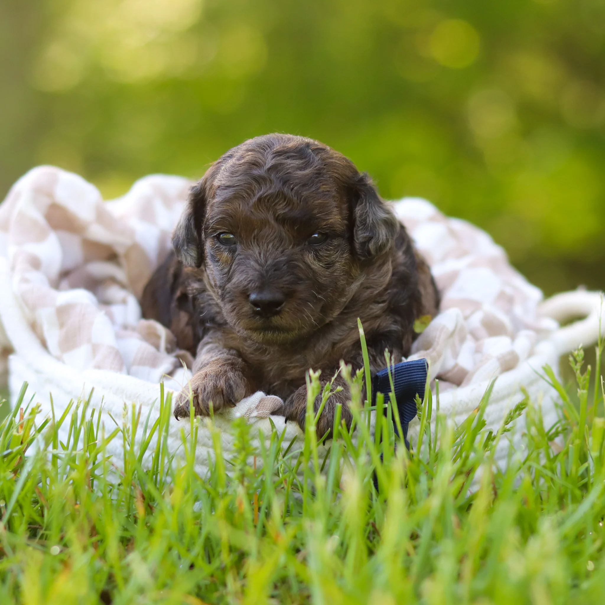 Frank - Available 6/18 - Image 3
