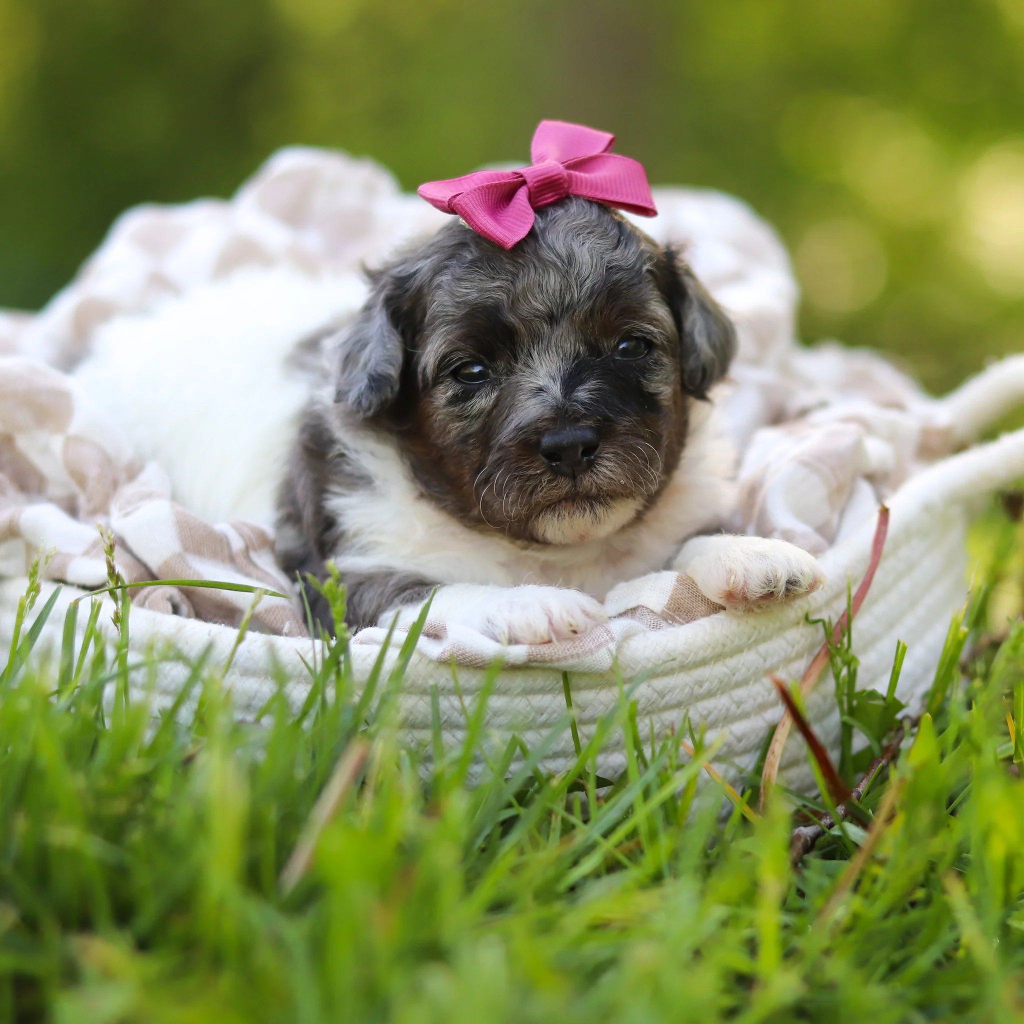 Franny - Available 6/18 - Image 2