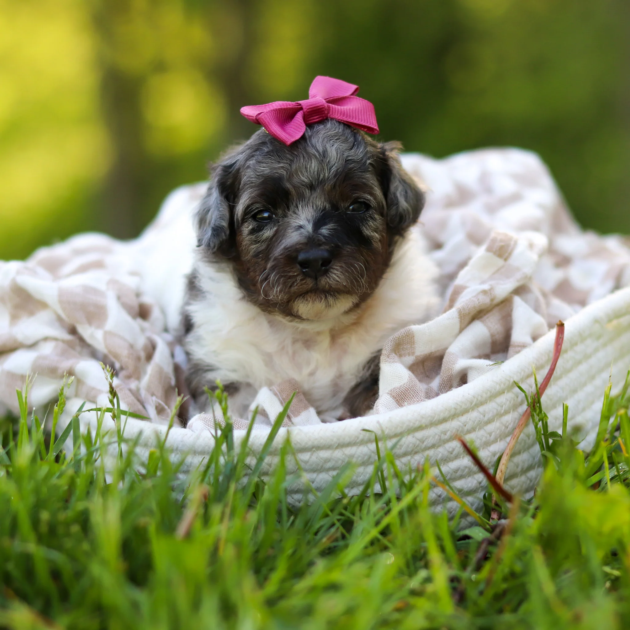 Franny - Available 6/18 - Image 3