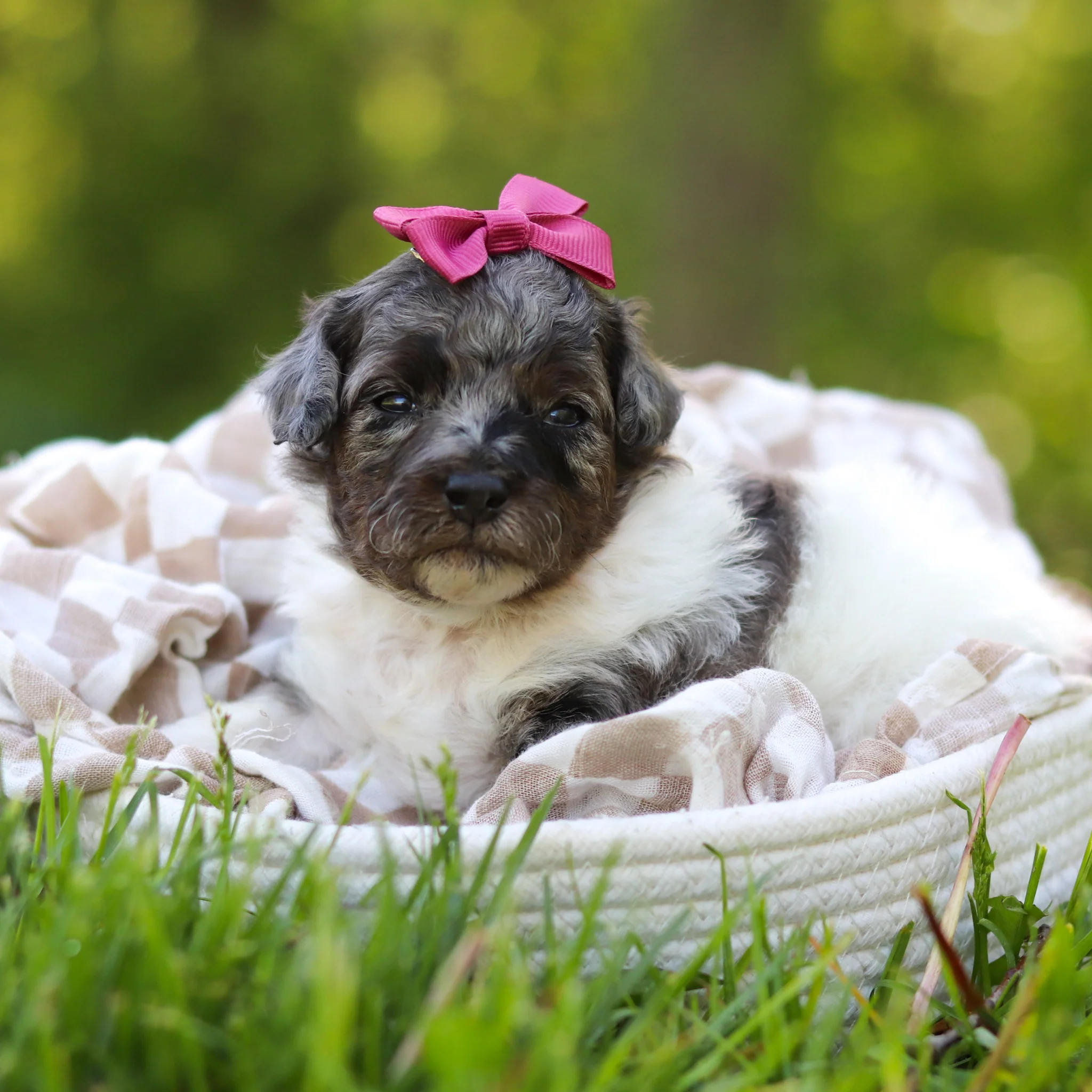 Franny - Available 6/18 - Image 4