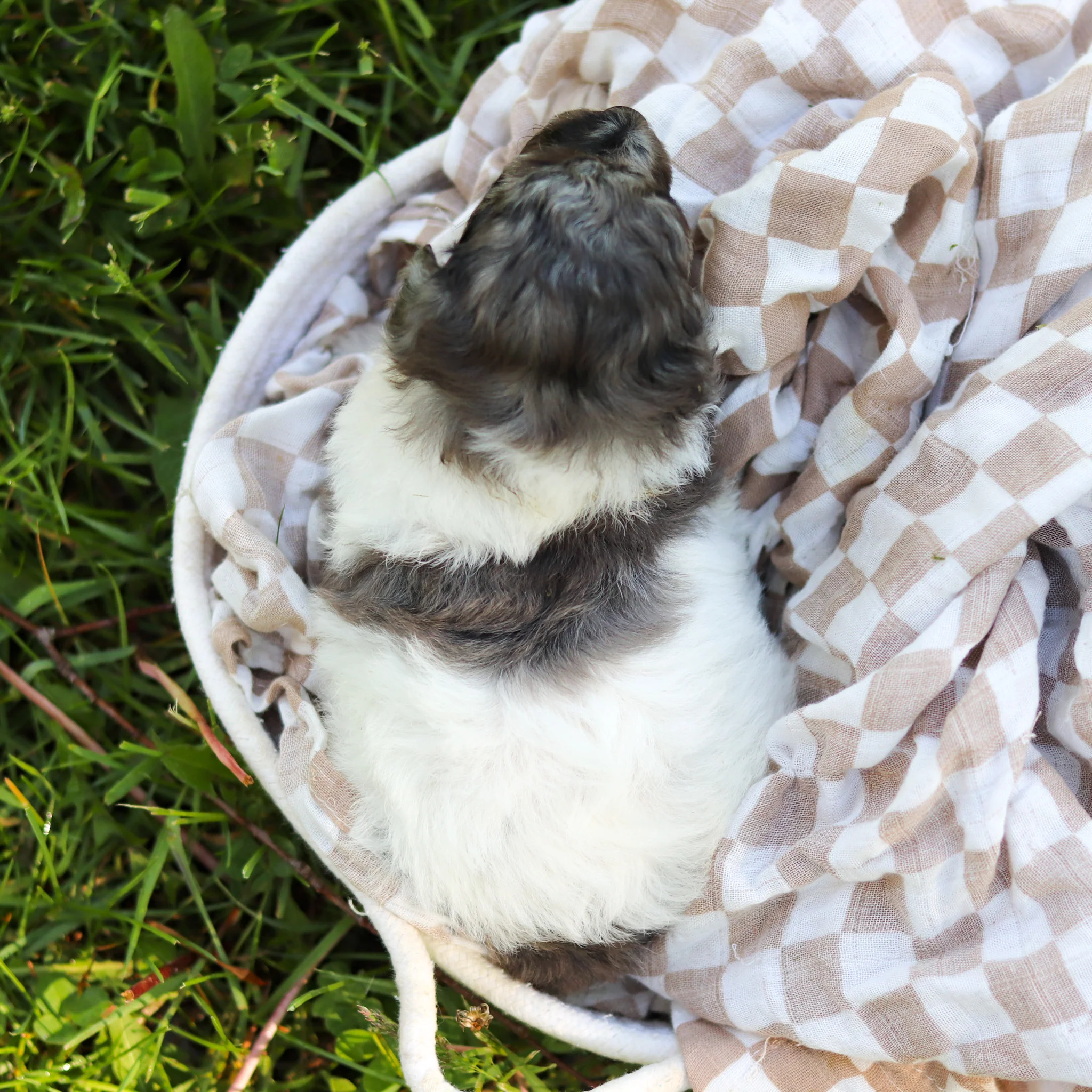 Franny - Available 6/18 - Image 5