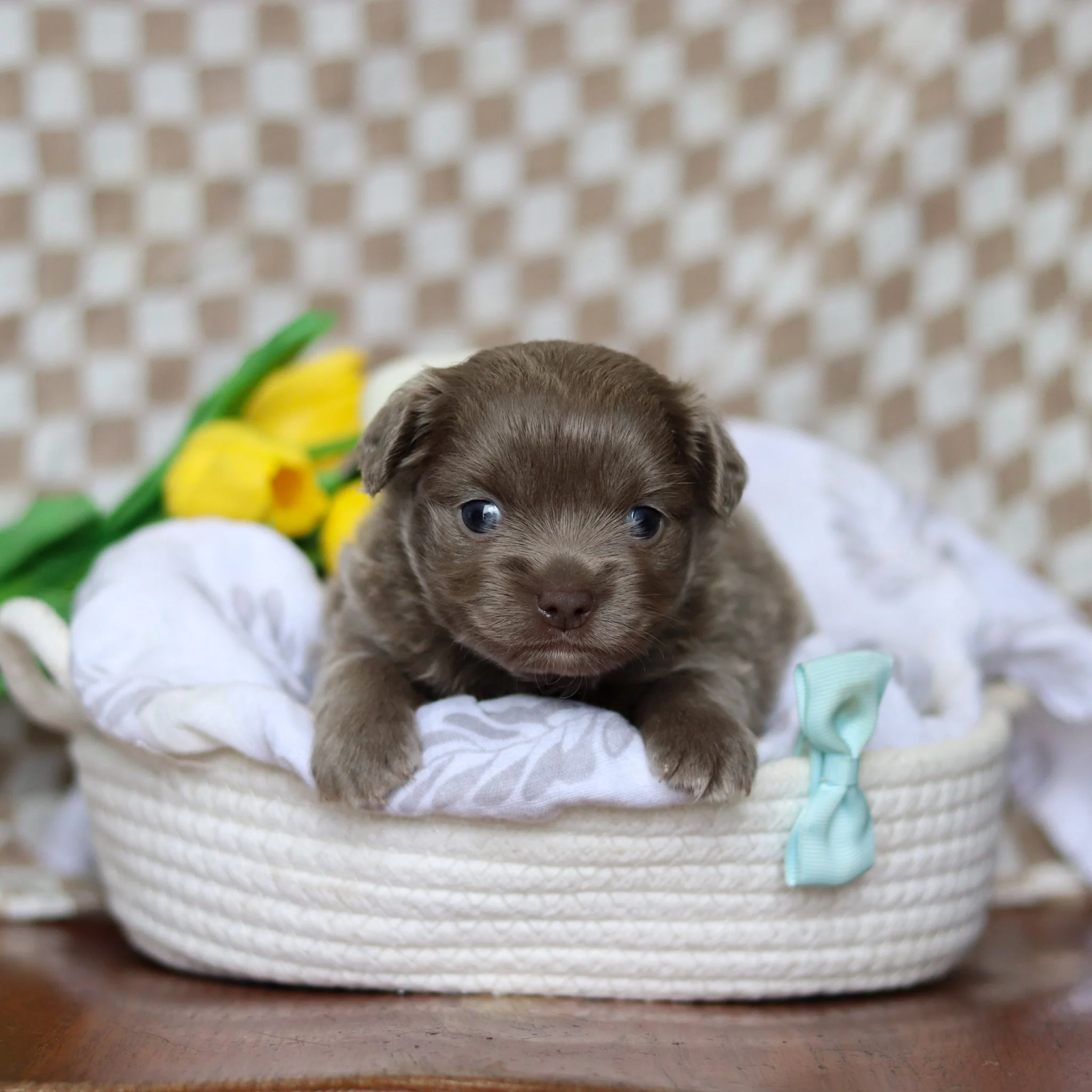 Gizmo - Available Now - Image 10