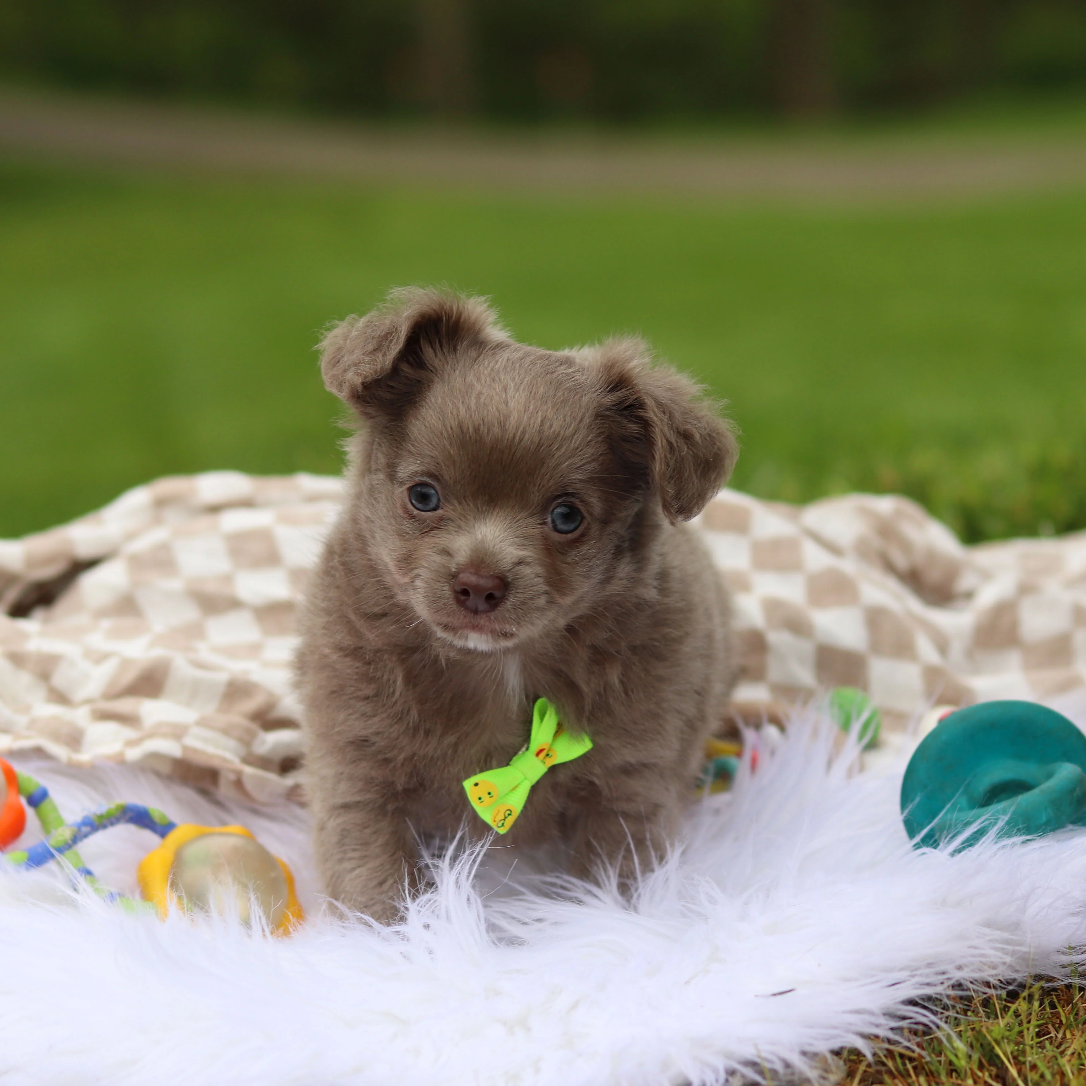 Gizmo - Available Now - Image 3