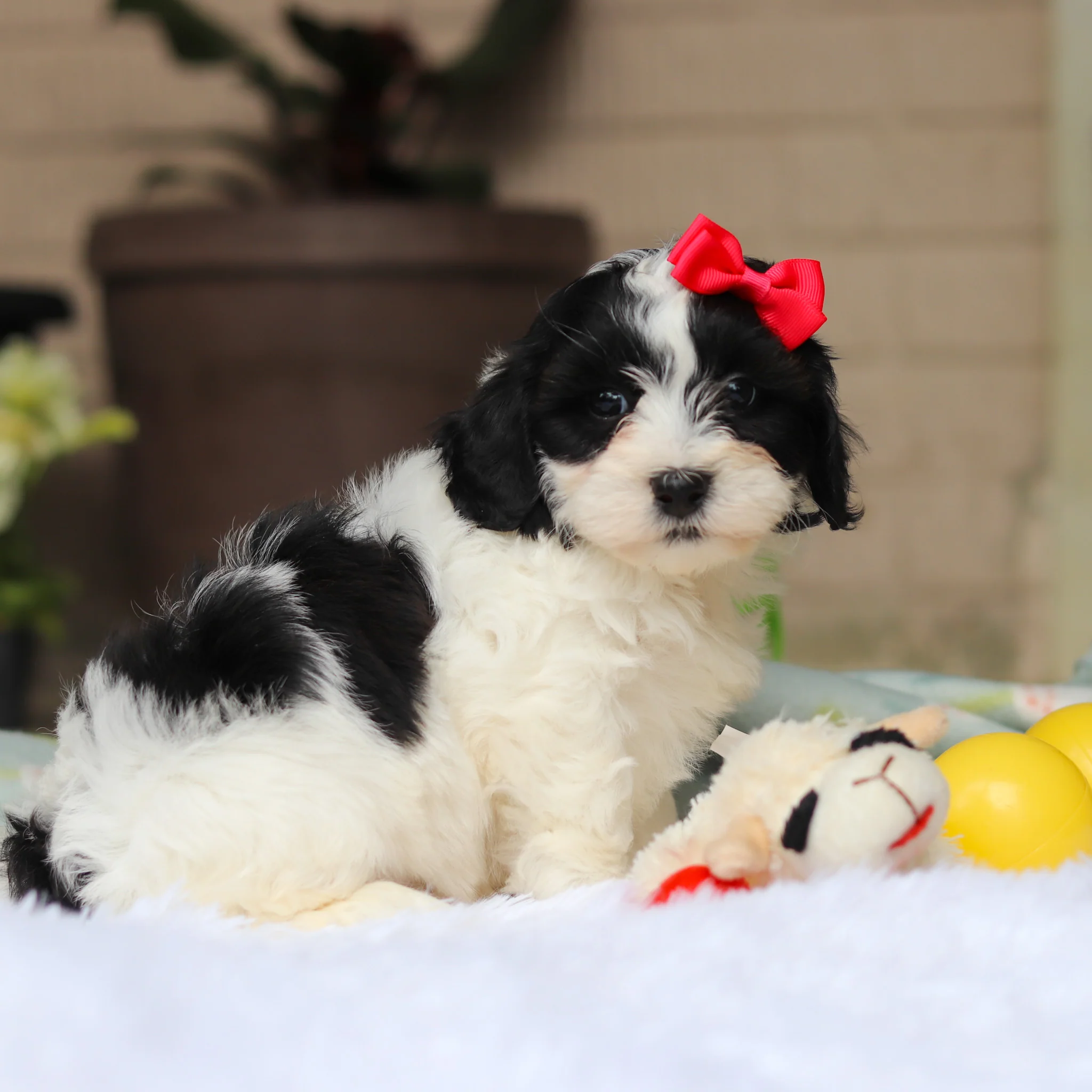 Gracie - Available 5/21 - Image 2