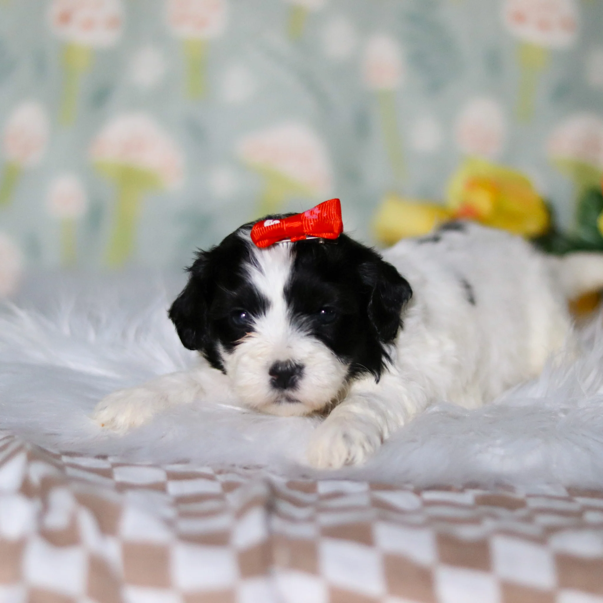 Gracie - Available 5/21 - Image 7