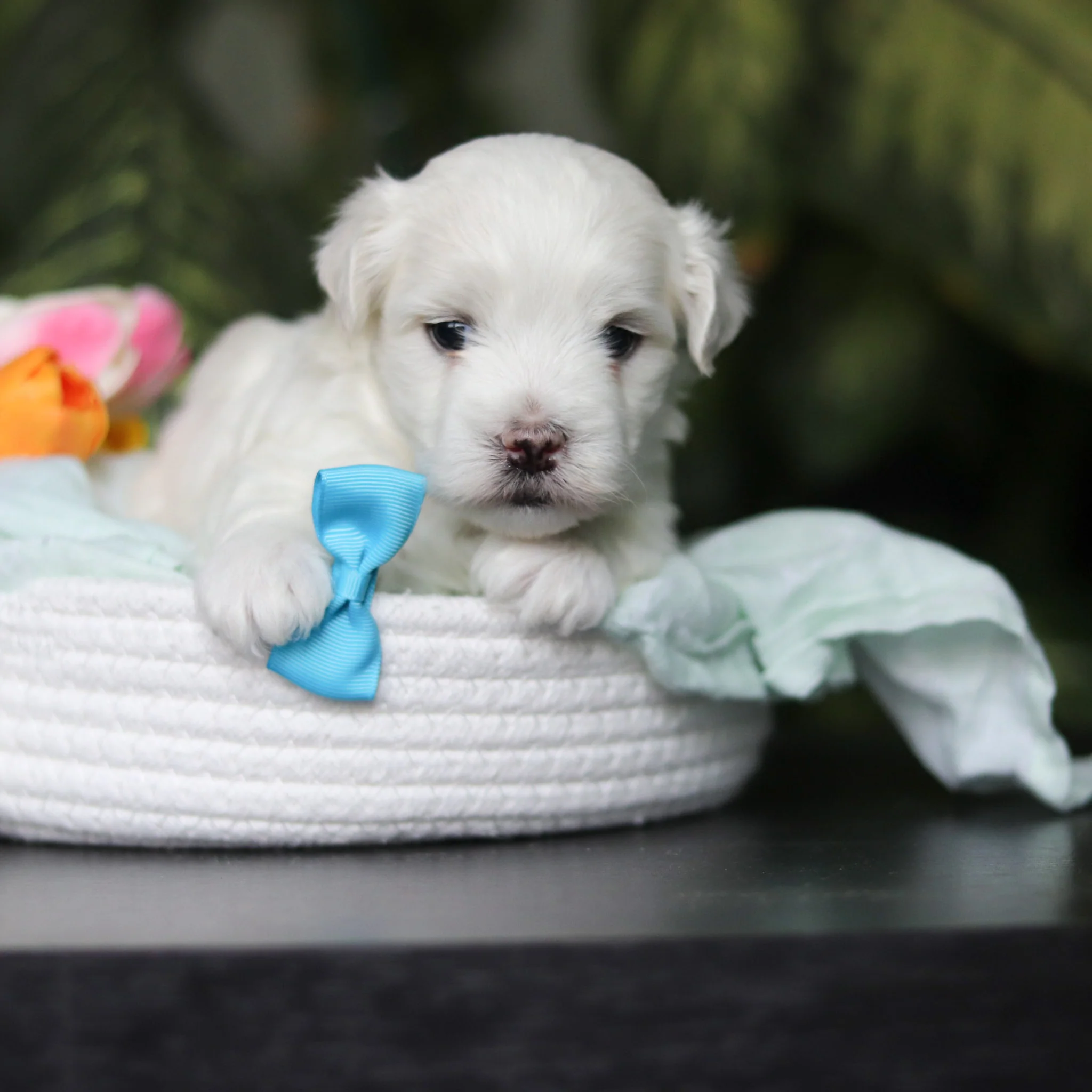 Howie - Available Now - Image 8