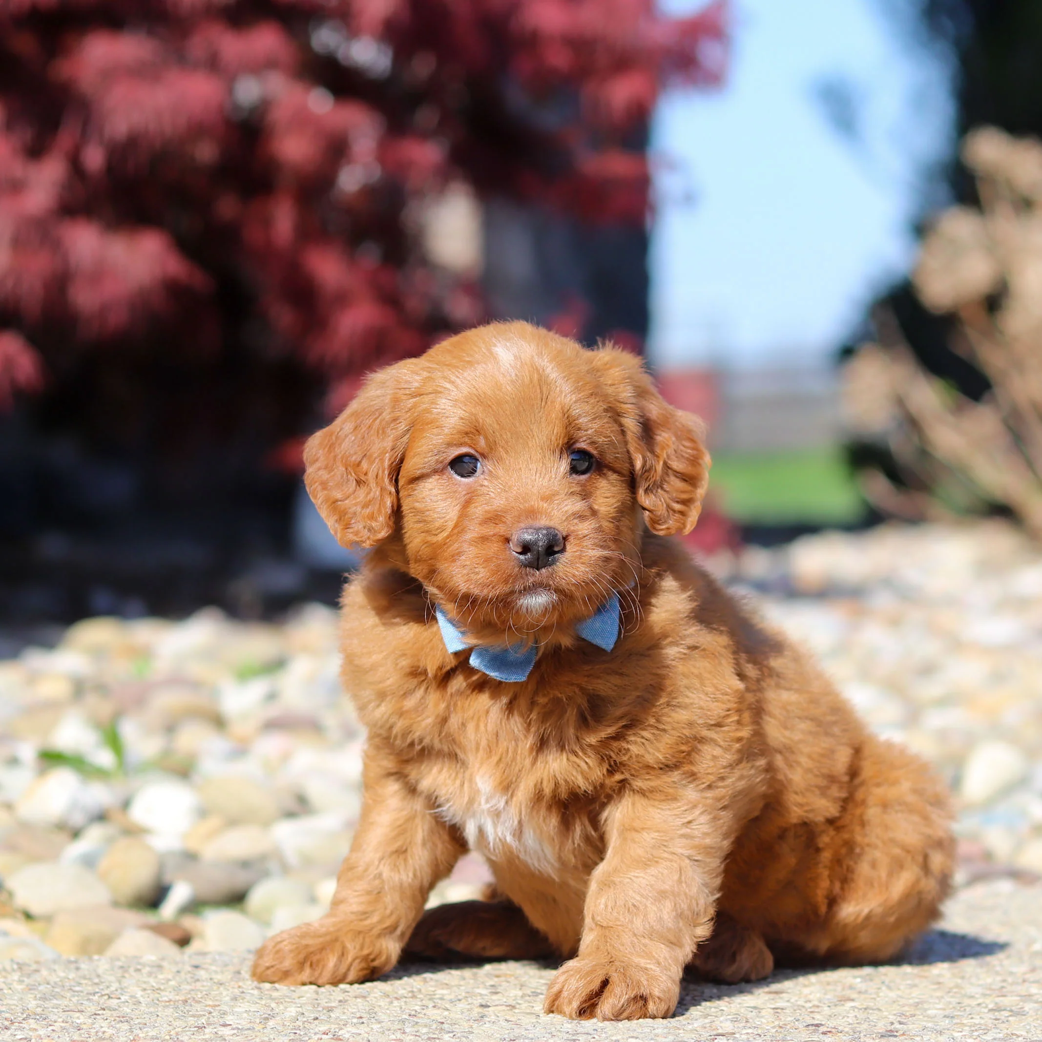 Jasper - Available Now - Image 2