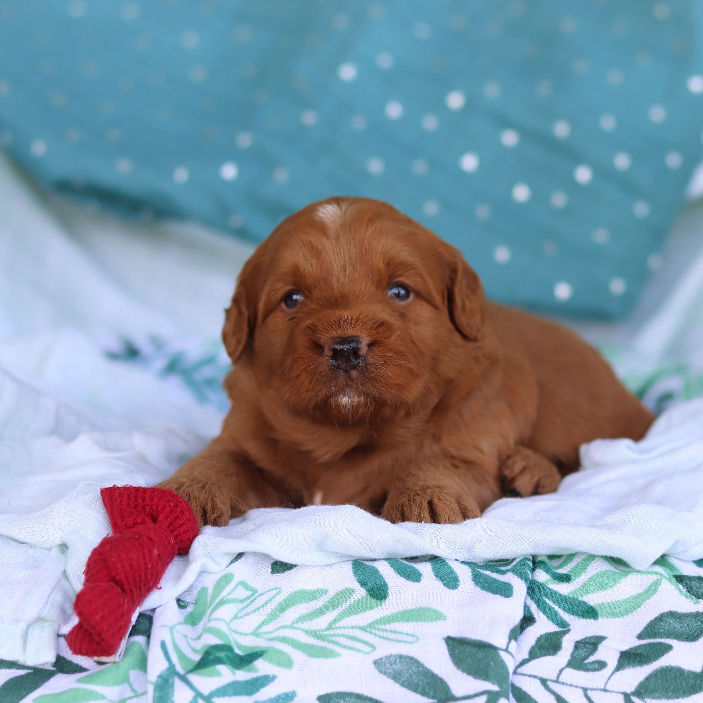 Jasper - Available Now - Image 7