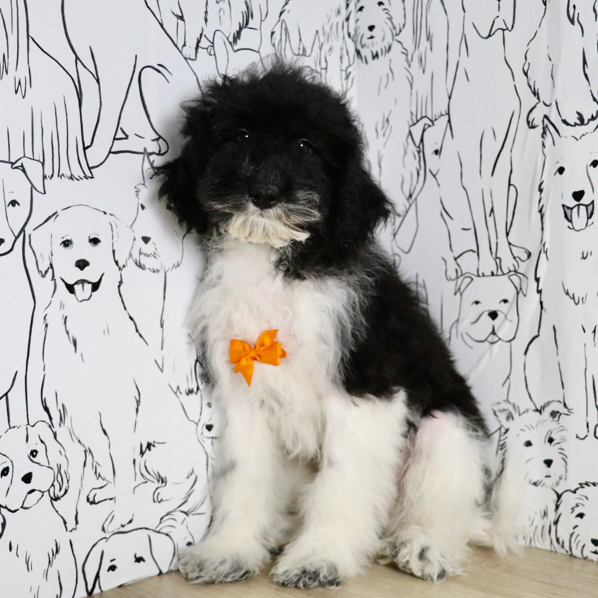 Mini Sheepadoodle