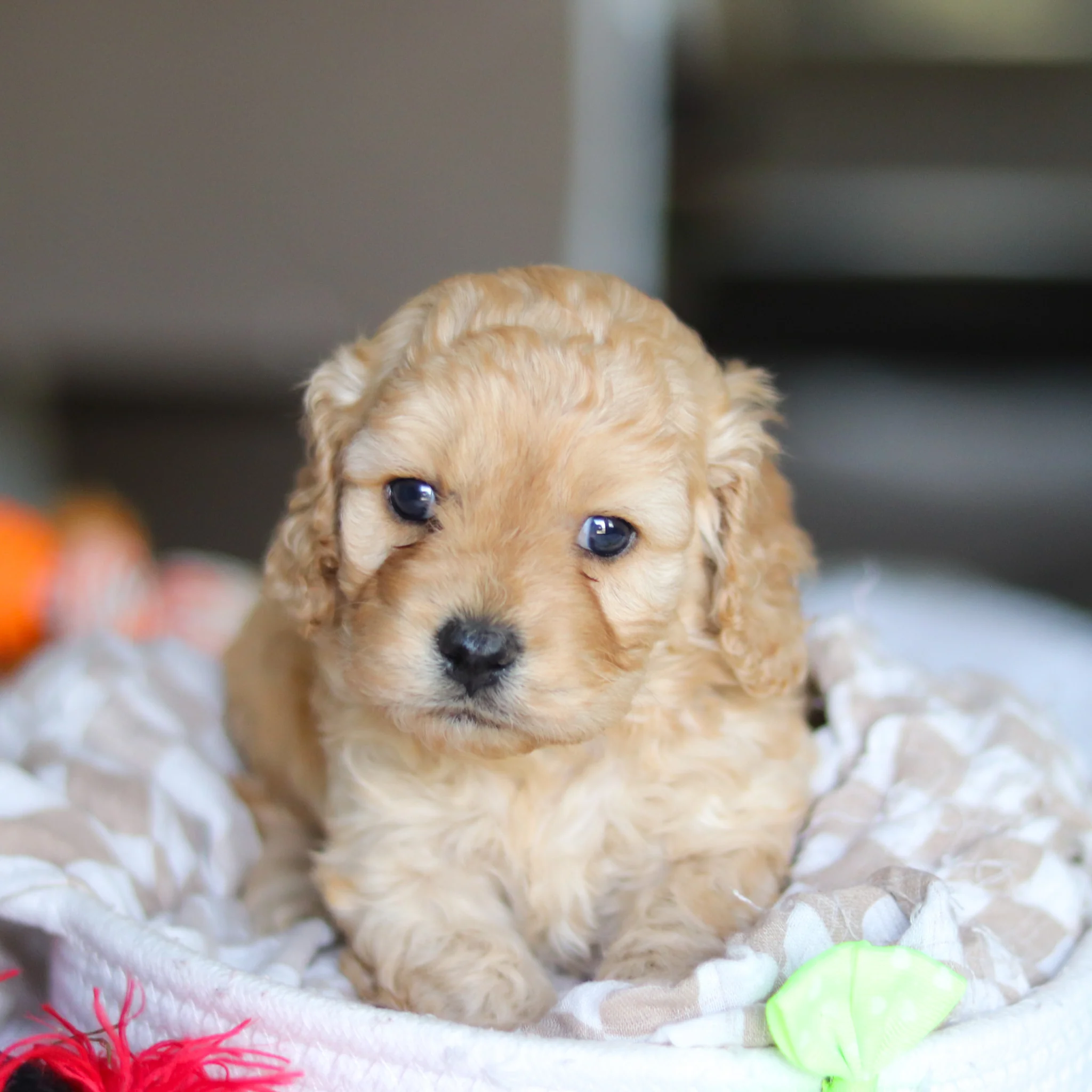 Lando - Available 5/21