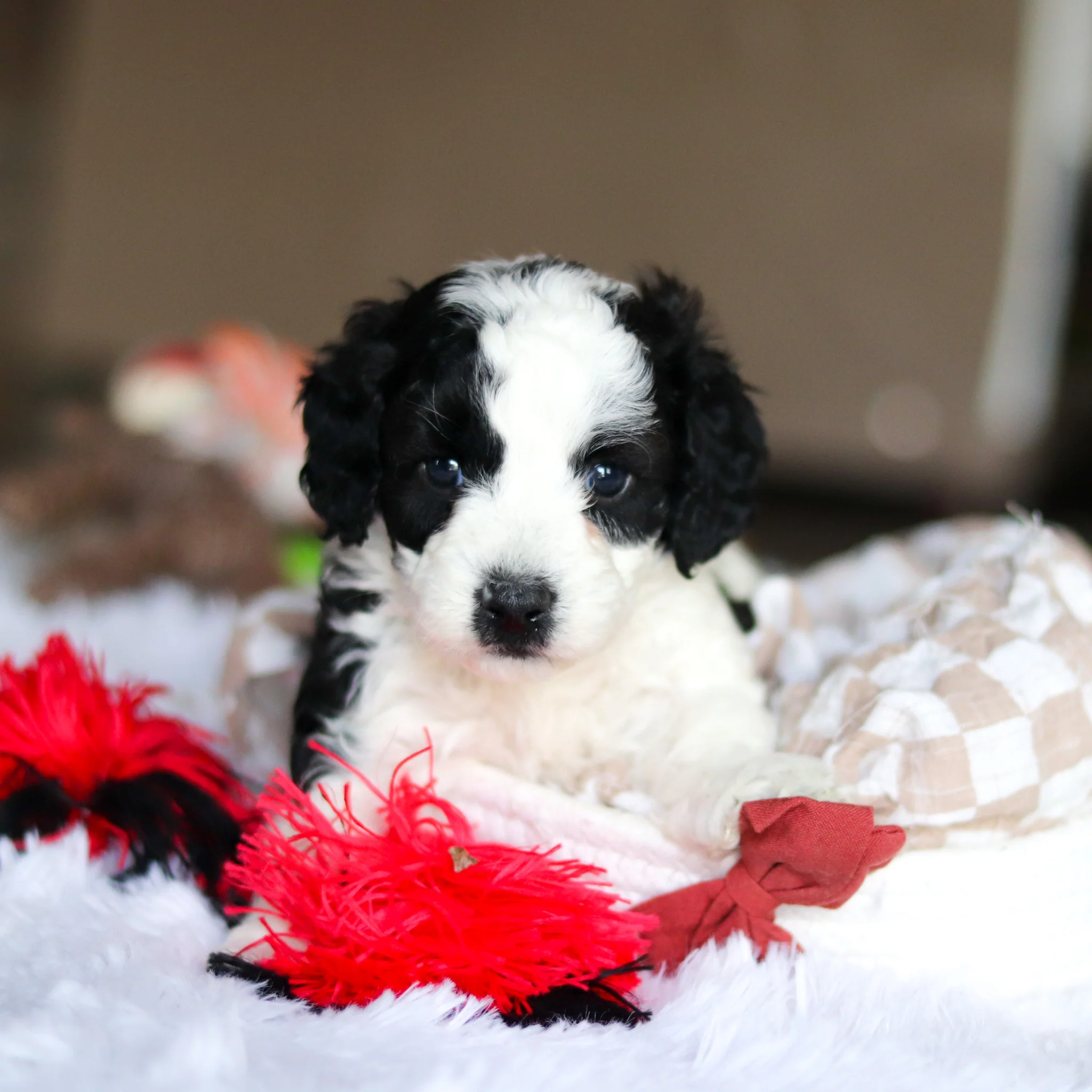 Leroy - Available 5/21 - Image 2