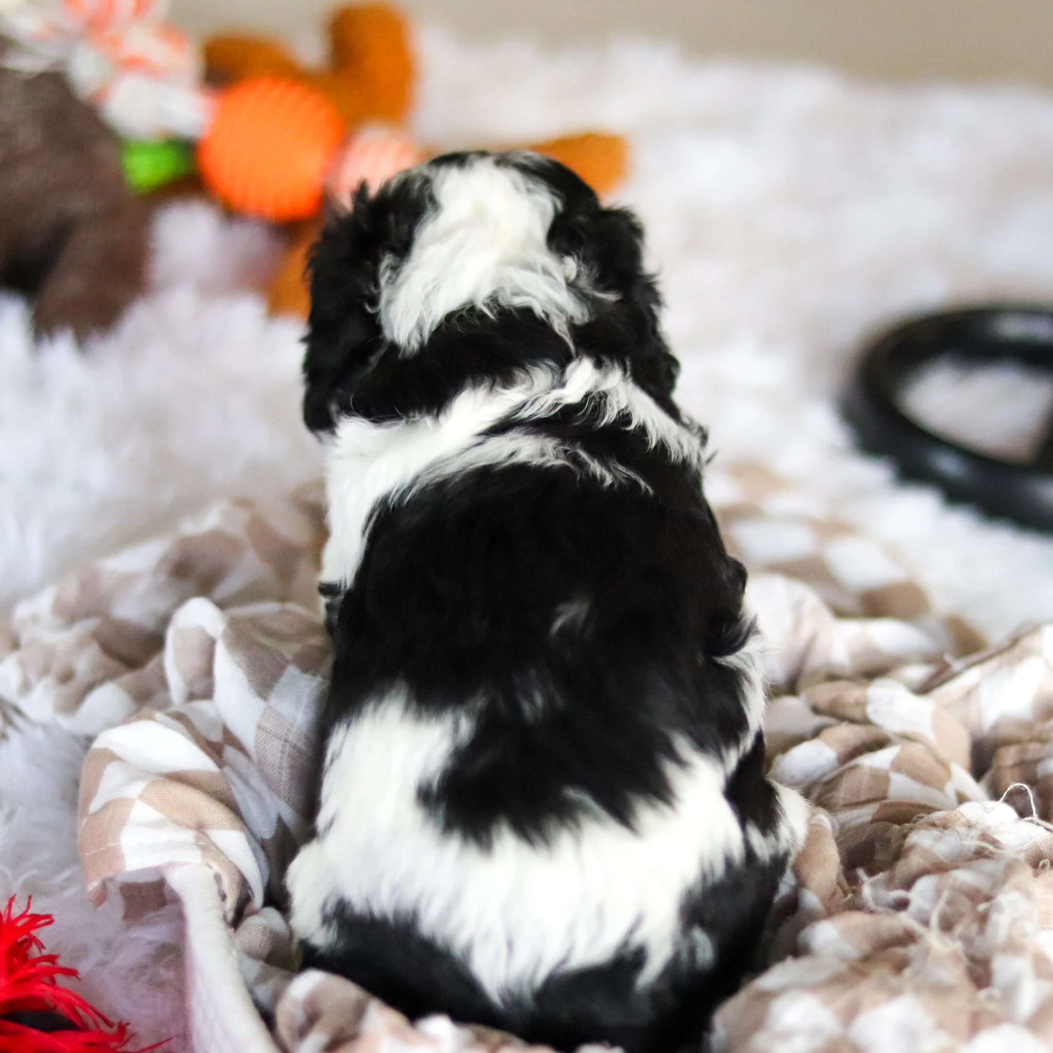 Leroy - Available 5/21 - Image 3