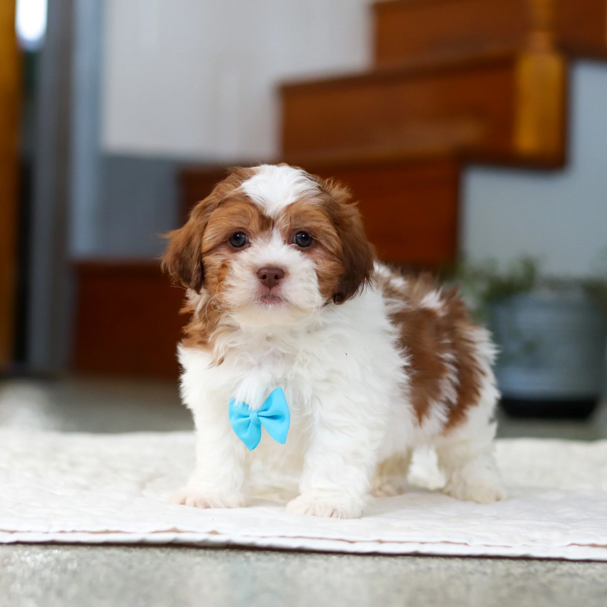 Mack - Available 5/21 - Image 3