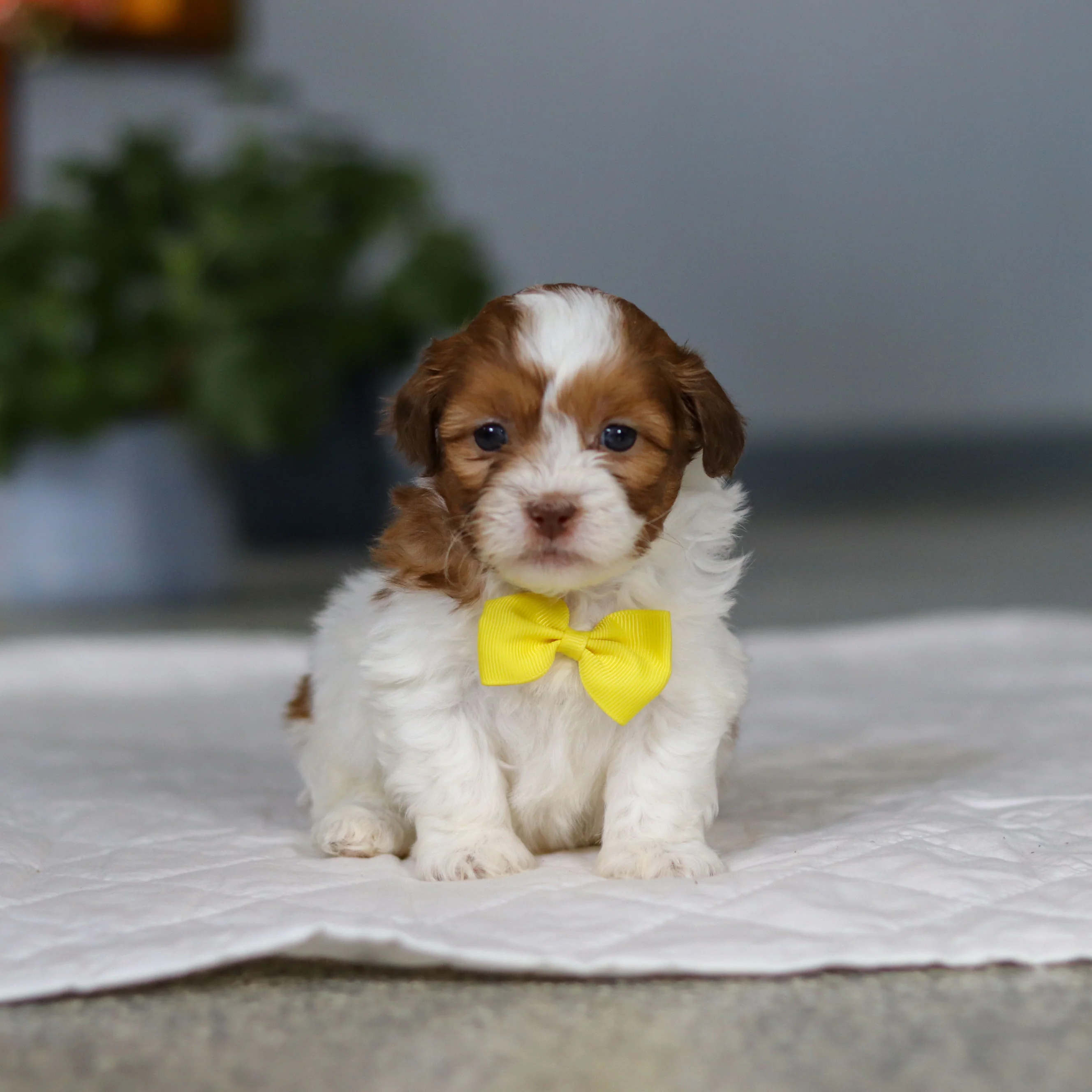 Mack - Available 5/21 - Image 7