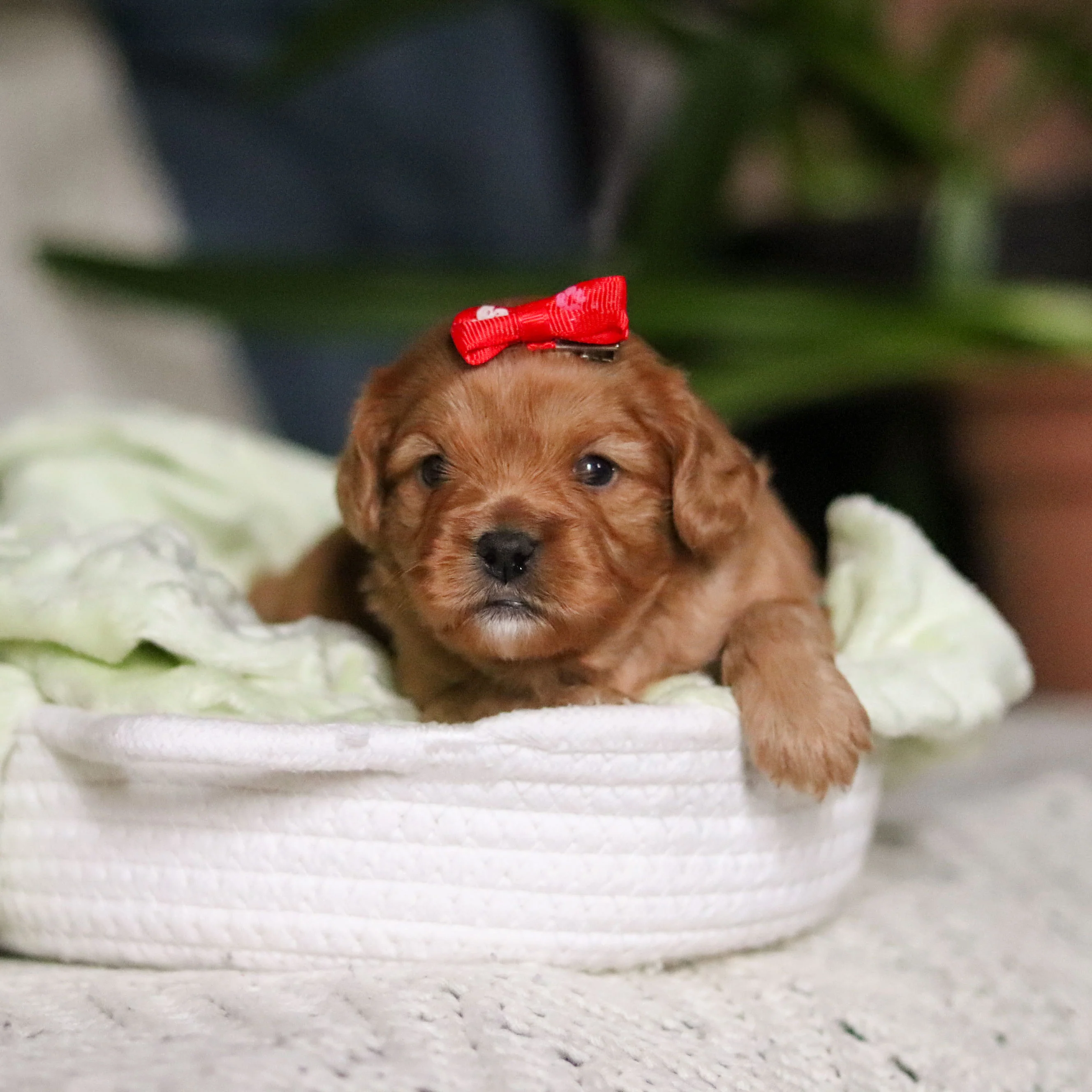 Maddie - Available Now - Image 8
