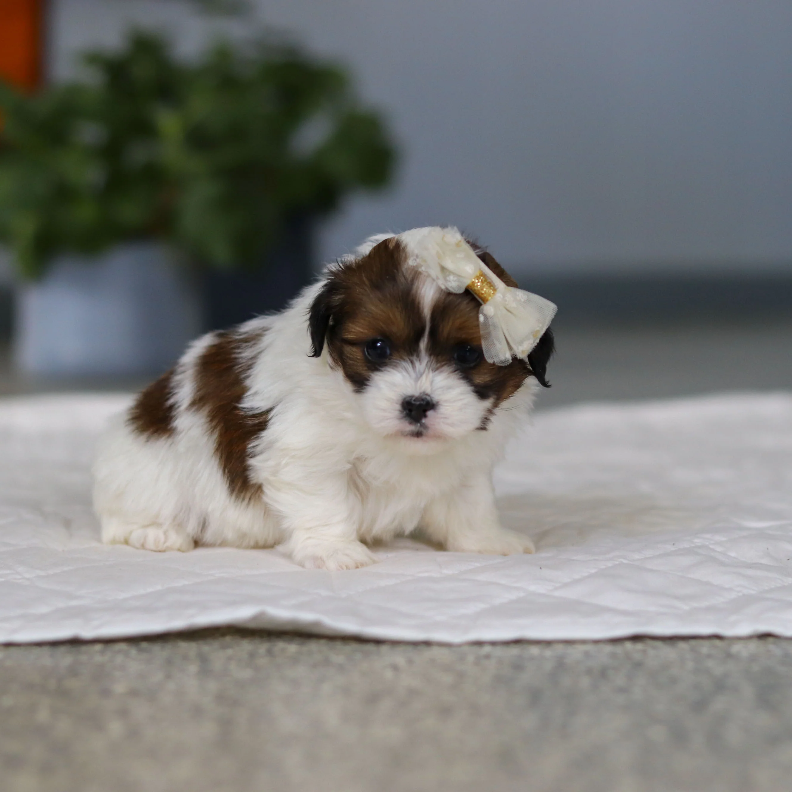Maggie - Available 5/21 - Image 6