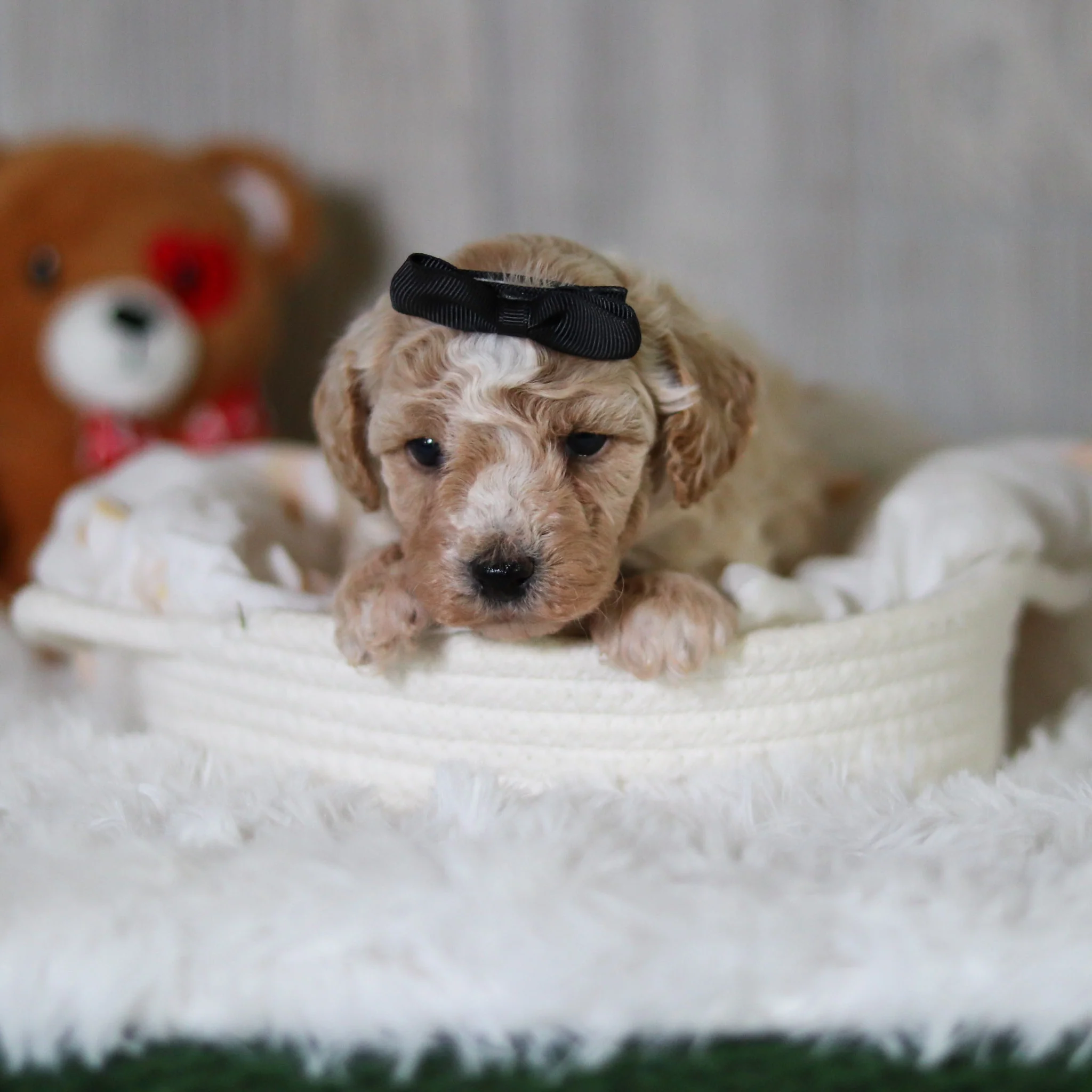 Maple - Available 6/11 - Image 3