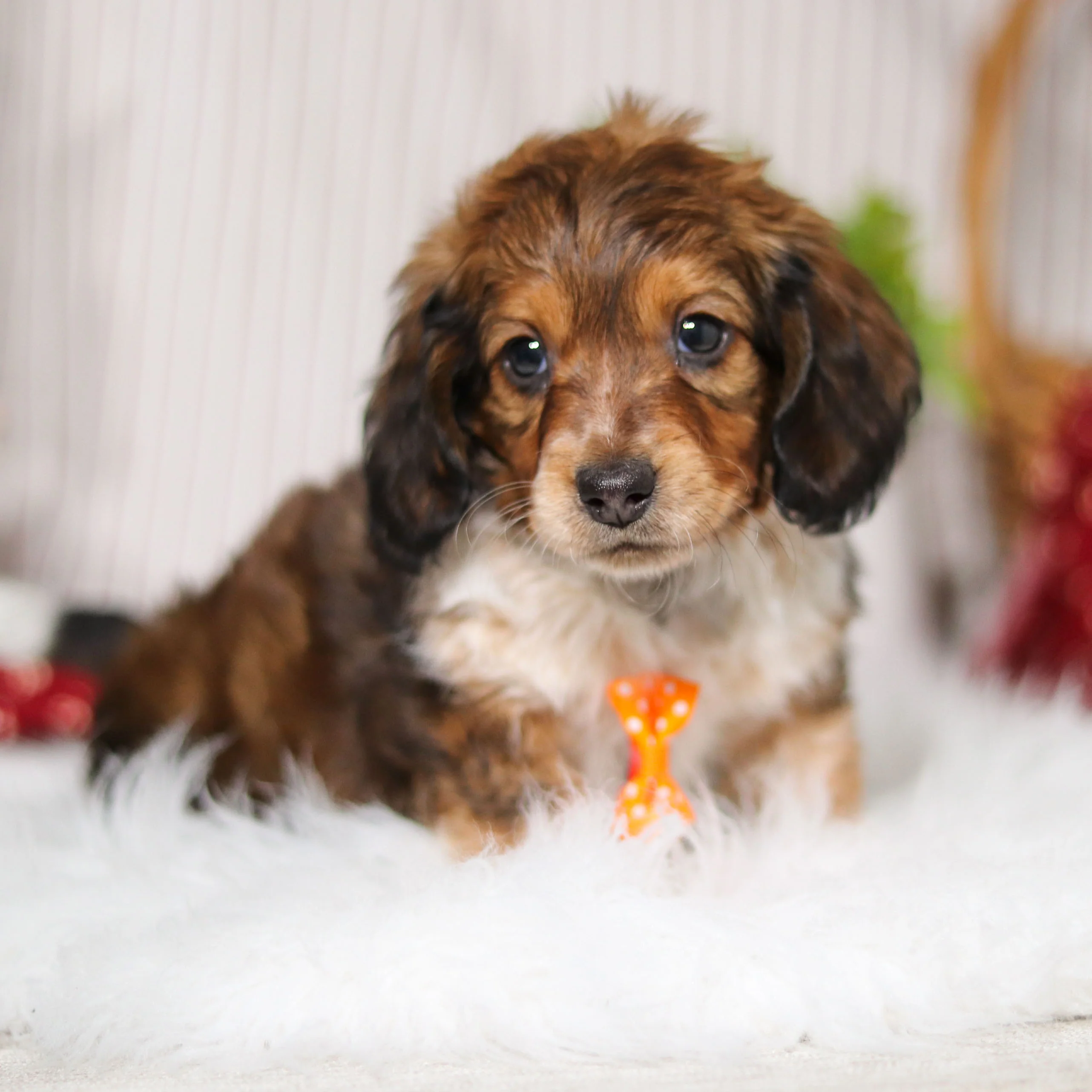 Milton Pre-Trained - Available 6/8 - Image 4