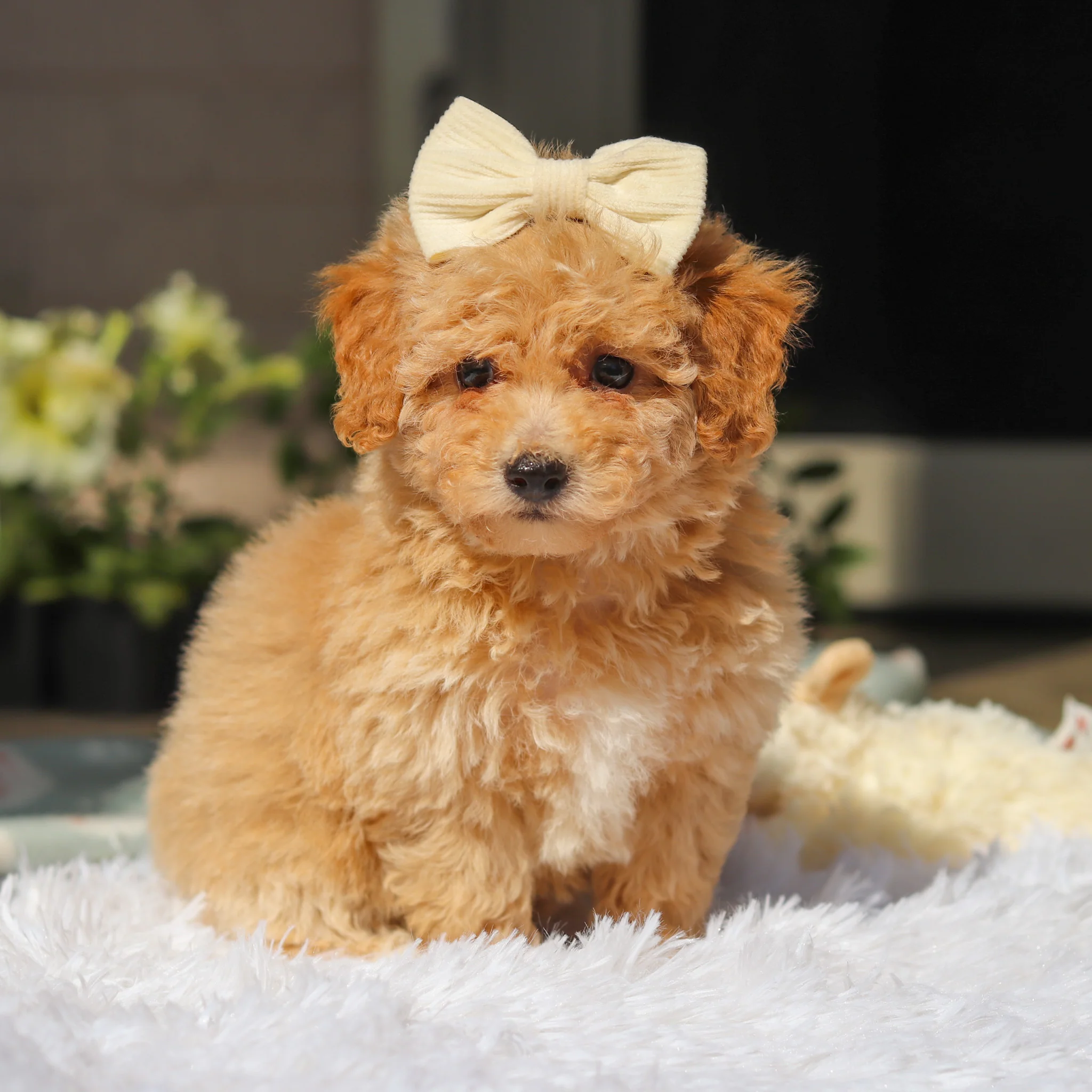 Misha - Available 5/21 - Image 3