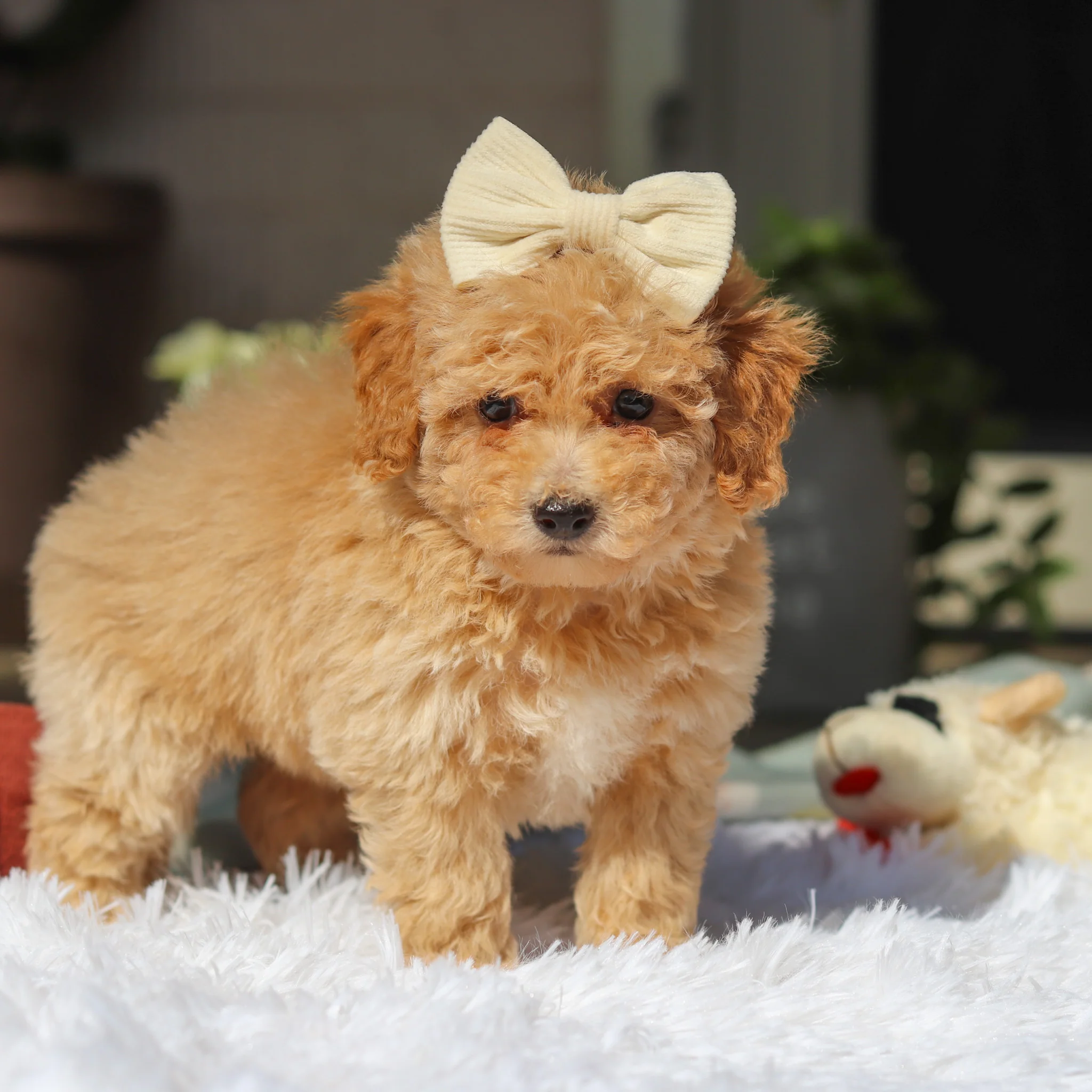 Misha - Available 5/21 - Image 4