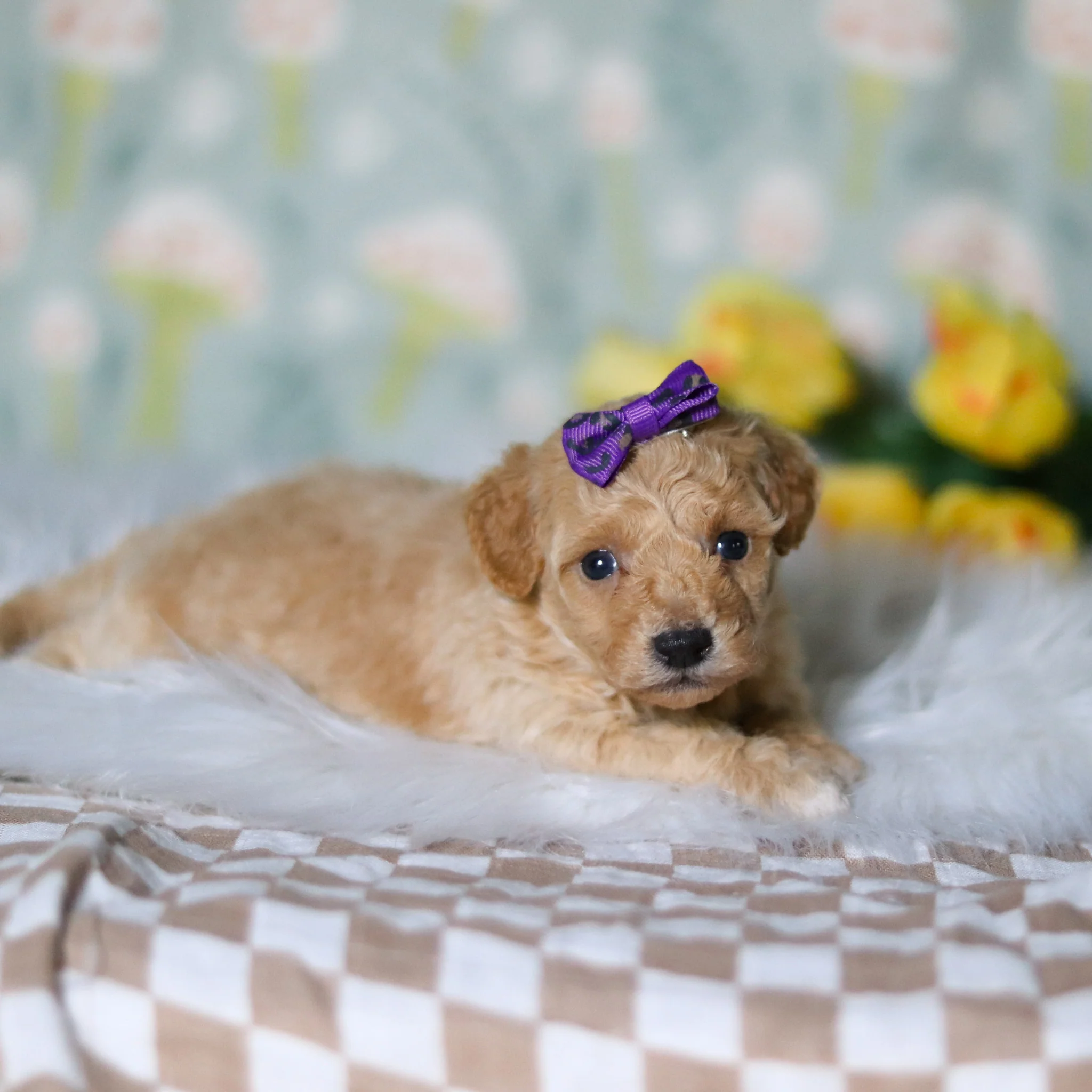 Misha - Available 5/21 - Image 5