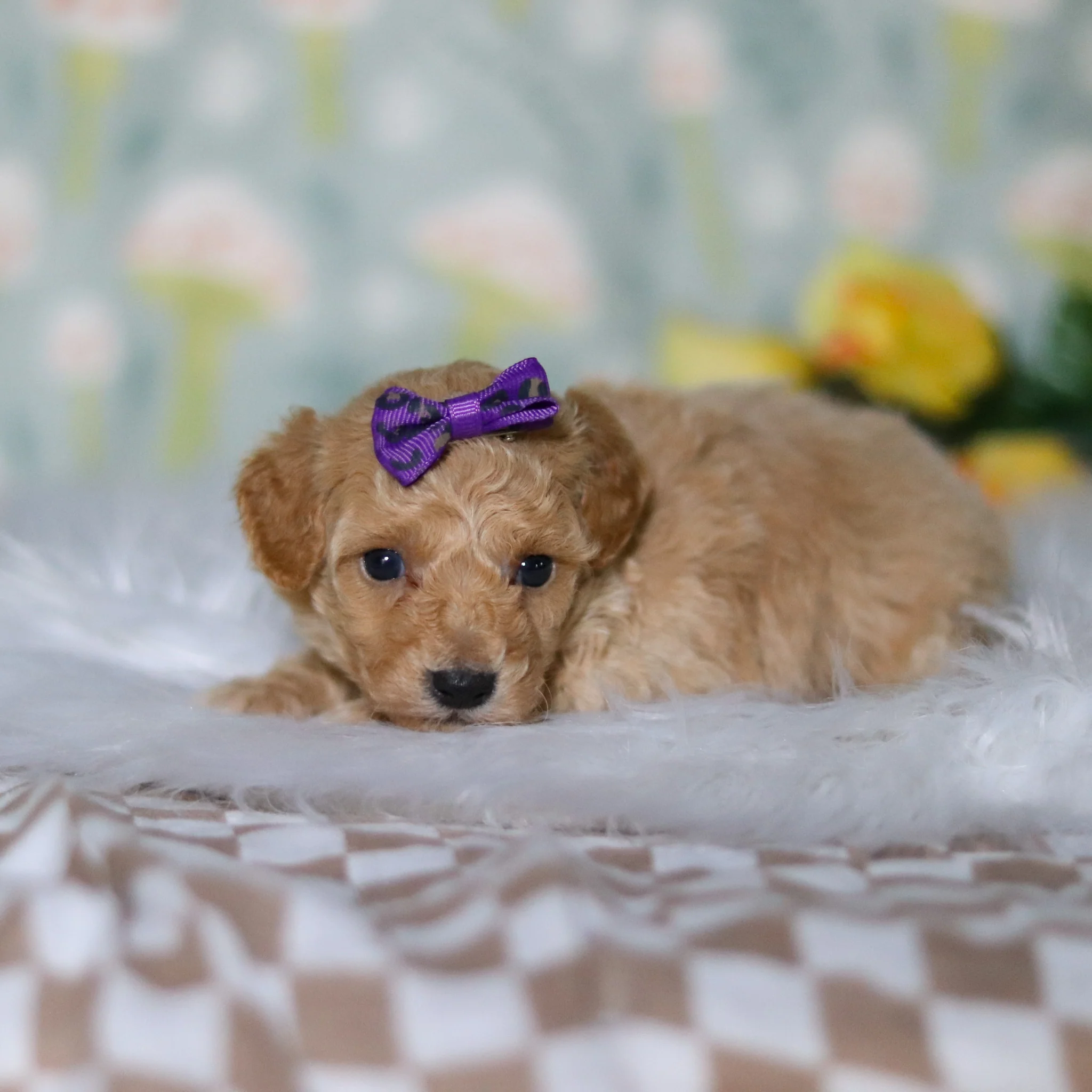 Misha - Available 5/21 - Image 6