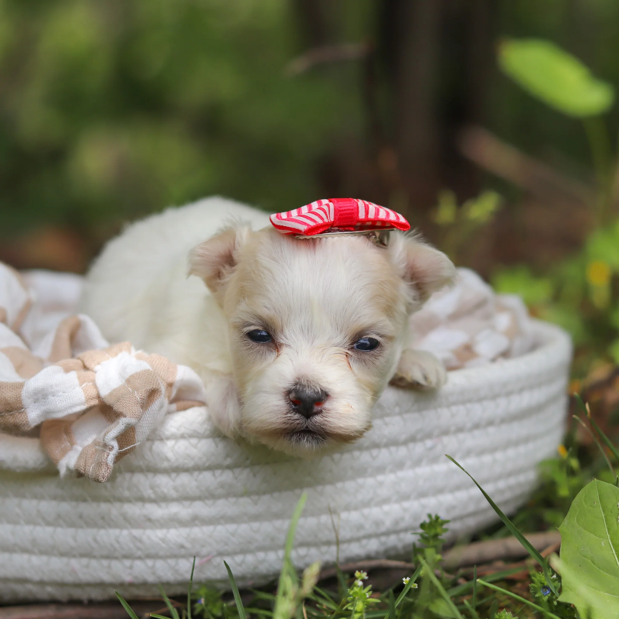 Mochi - Available 6/11 - Image 3