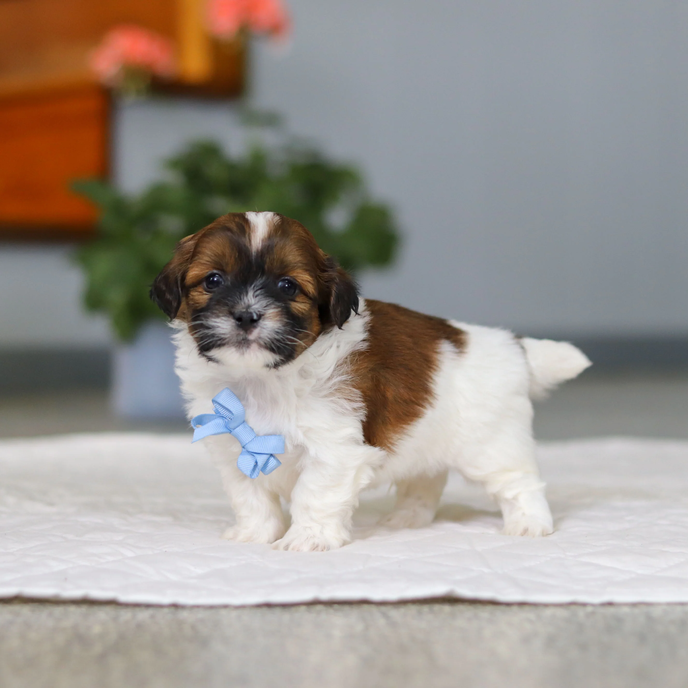 Moose - Available 5/21 - Image 6
