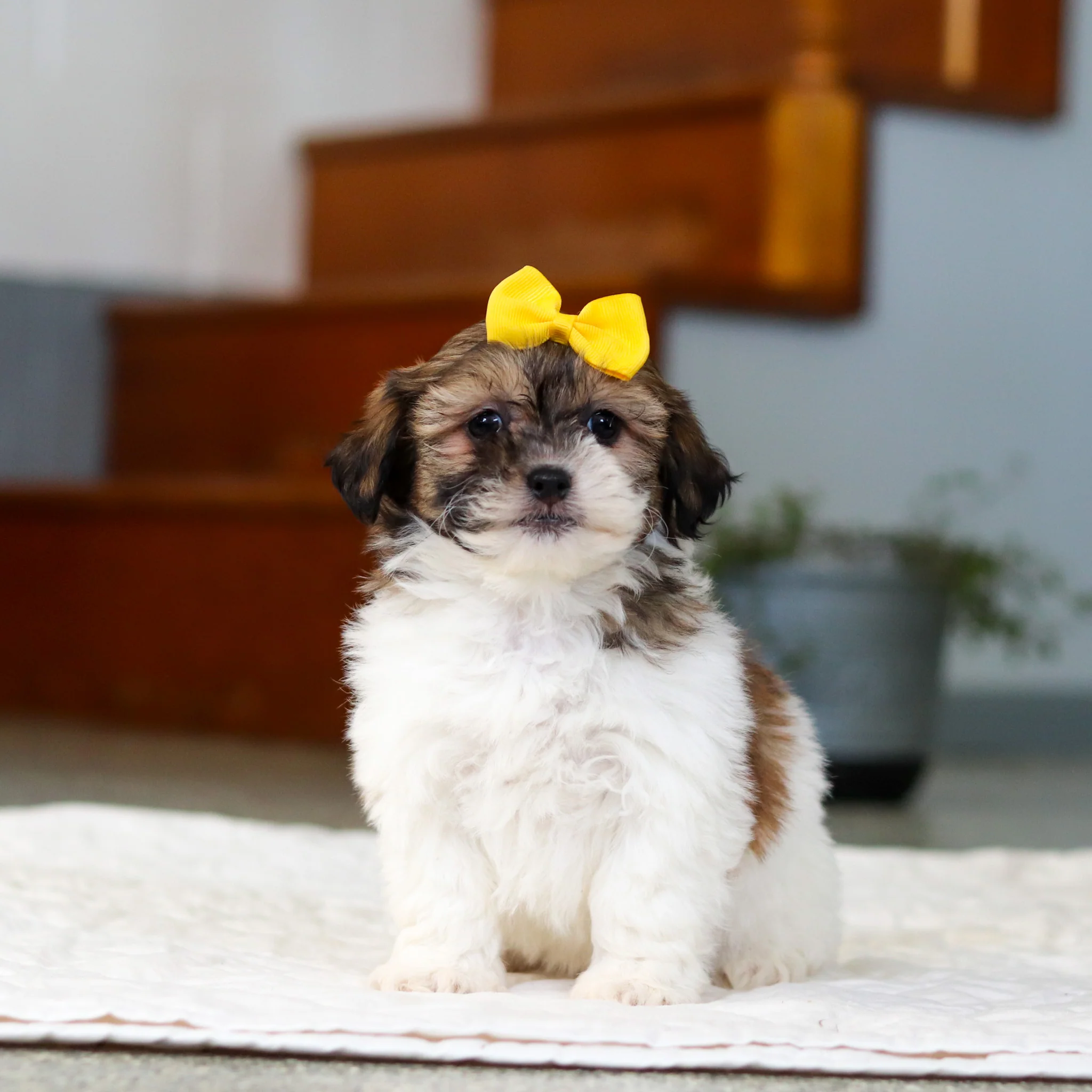 Moxie - Available 5/21