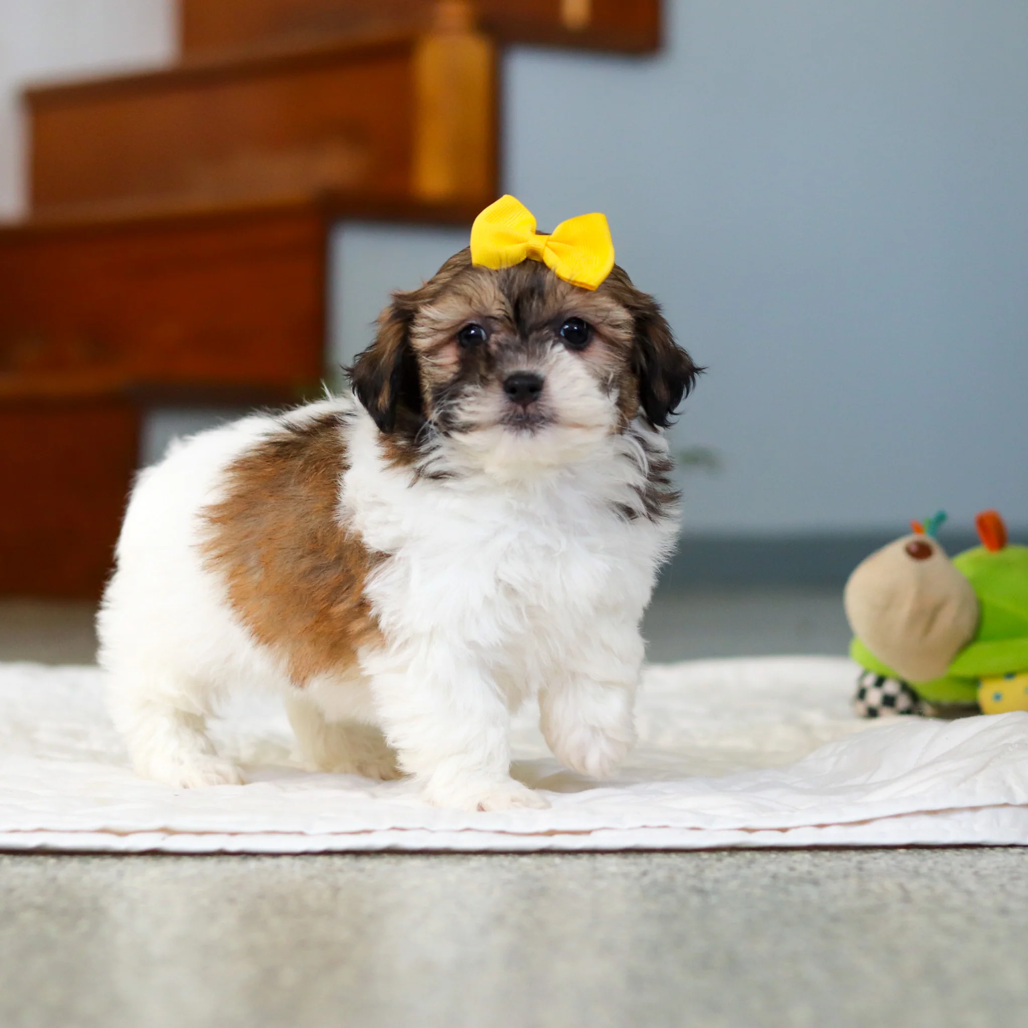 Moxie - Available 5/21 - Image 2