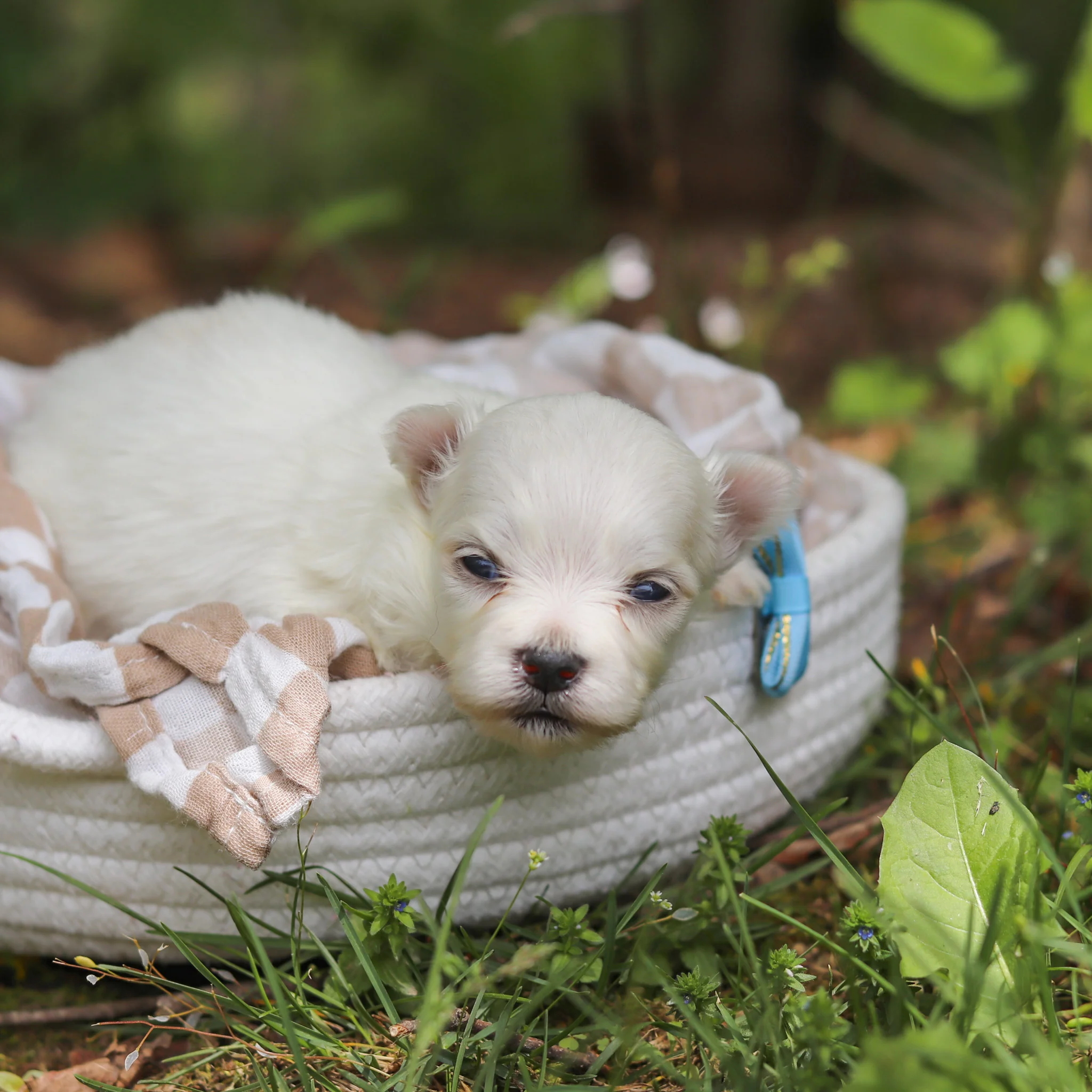 Muffin - Available 6/11 - Image 3