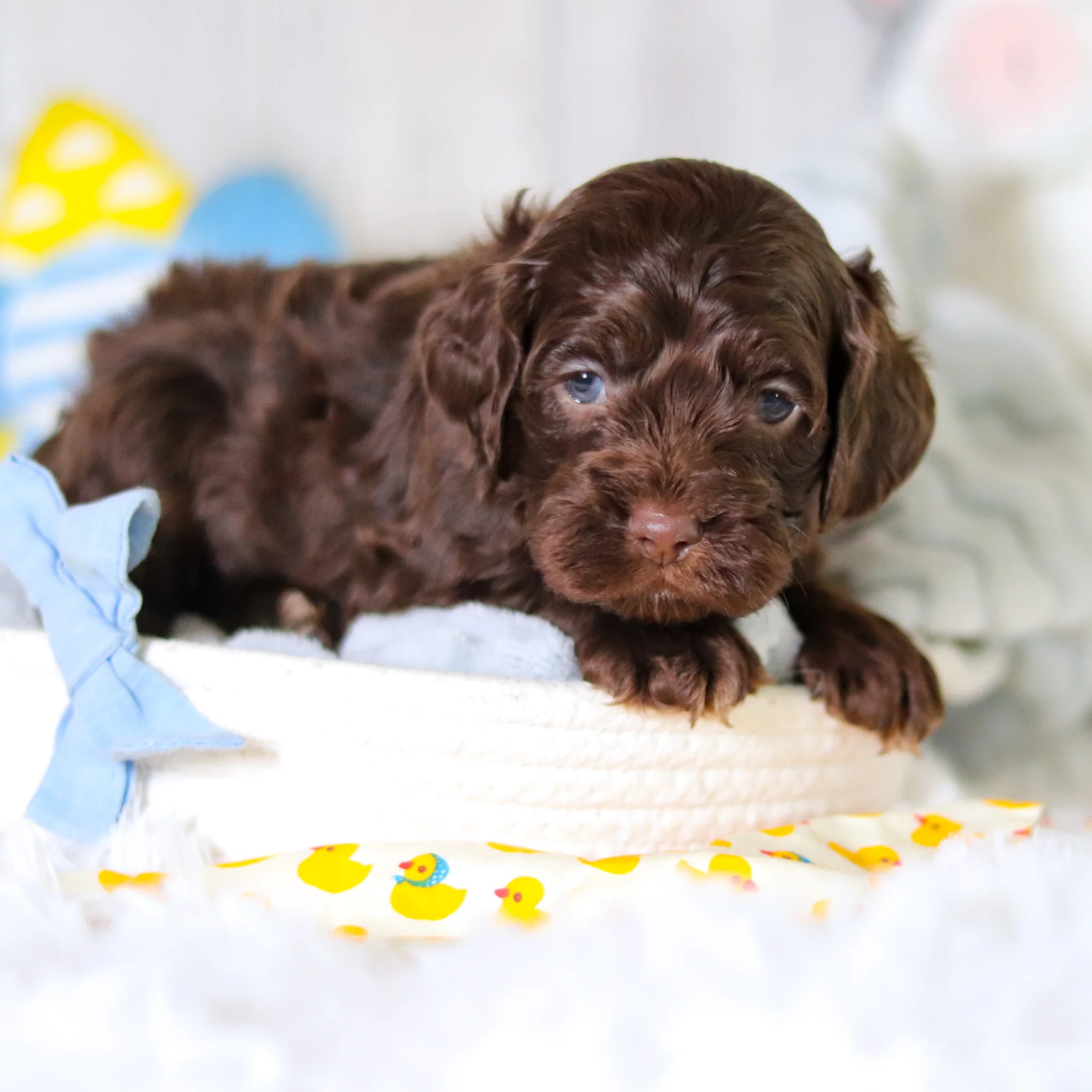 Murphy - Available Now - Image 6