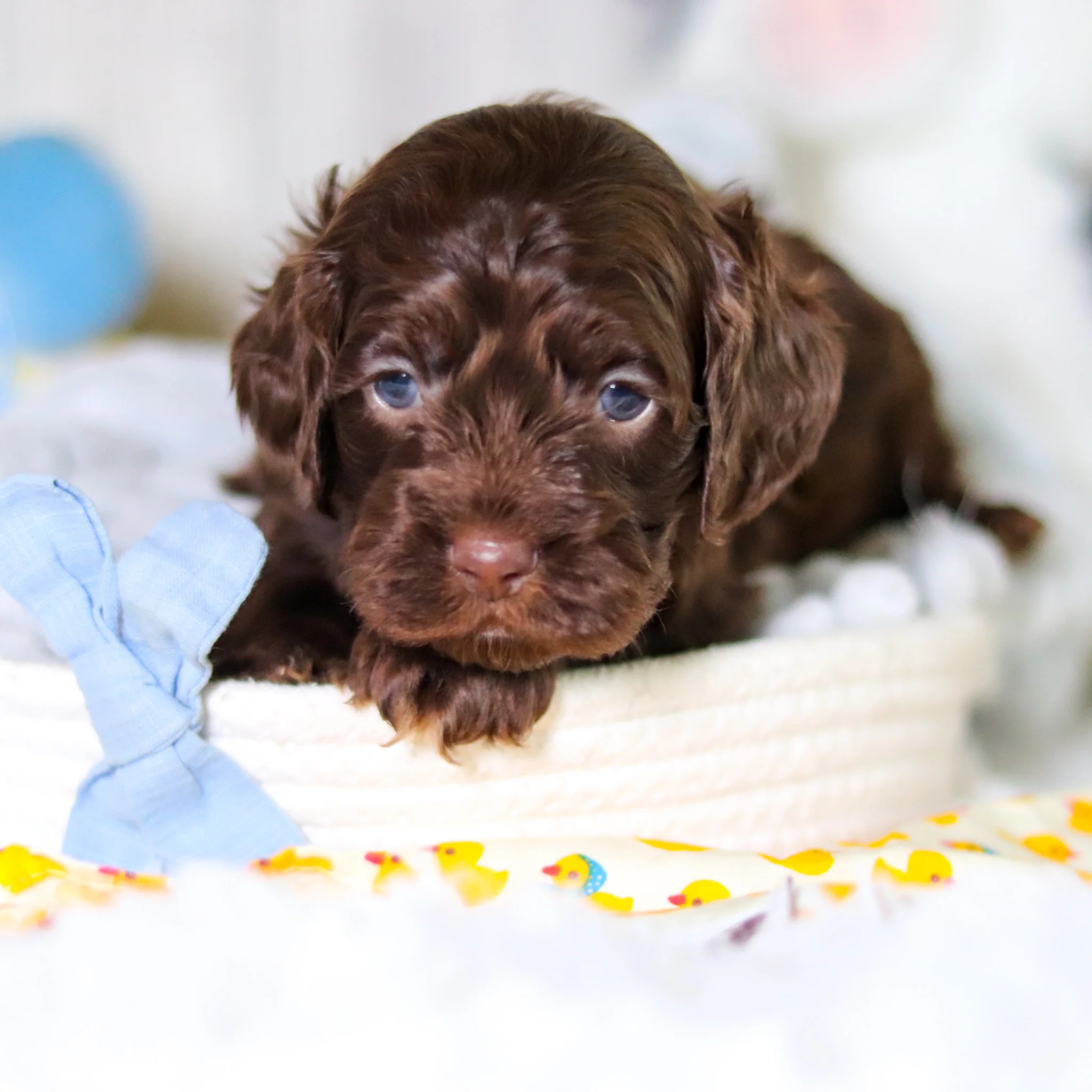 Murphy - Available Now - Image 7