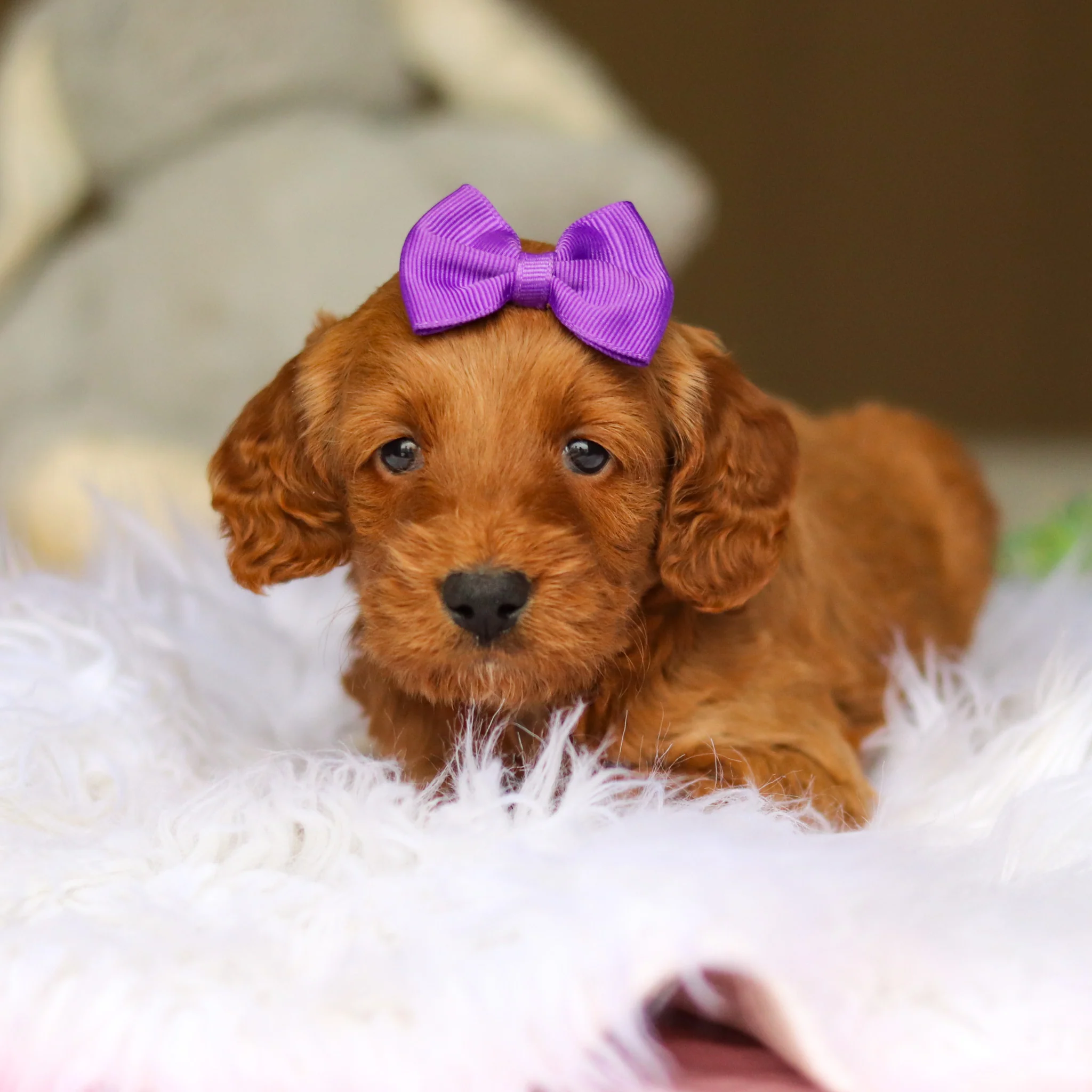 Nancy - Available 6/4 - Image 12