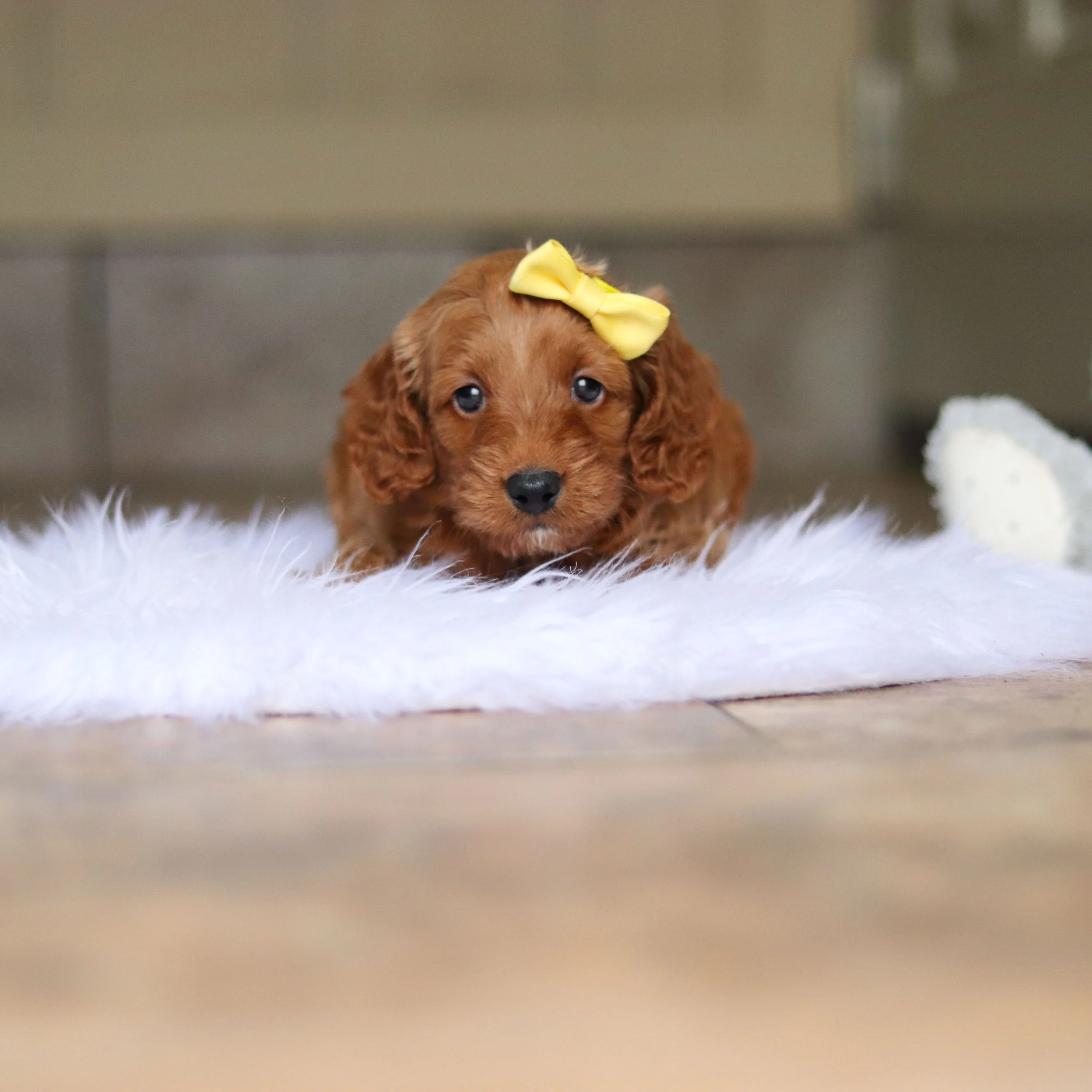 Nancy - Available 6/4 - Image 8
