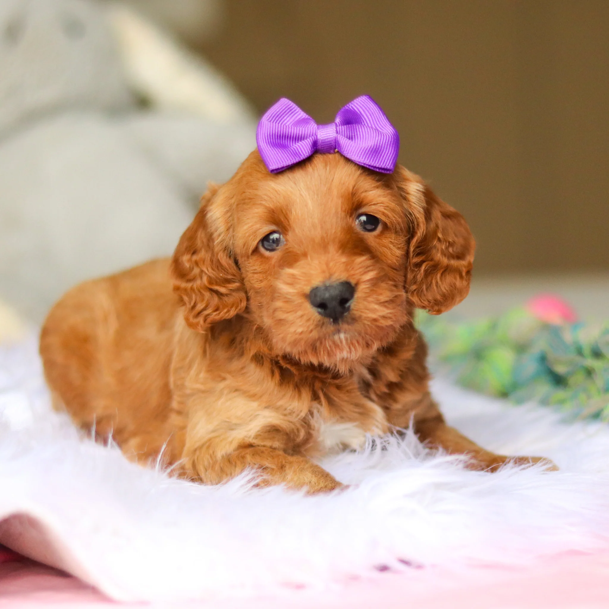 Nancy - Available 6/4 - Image 9