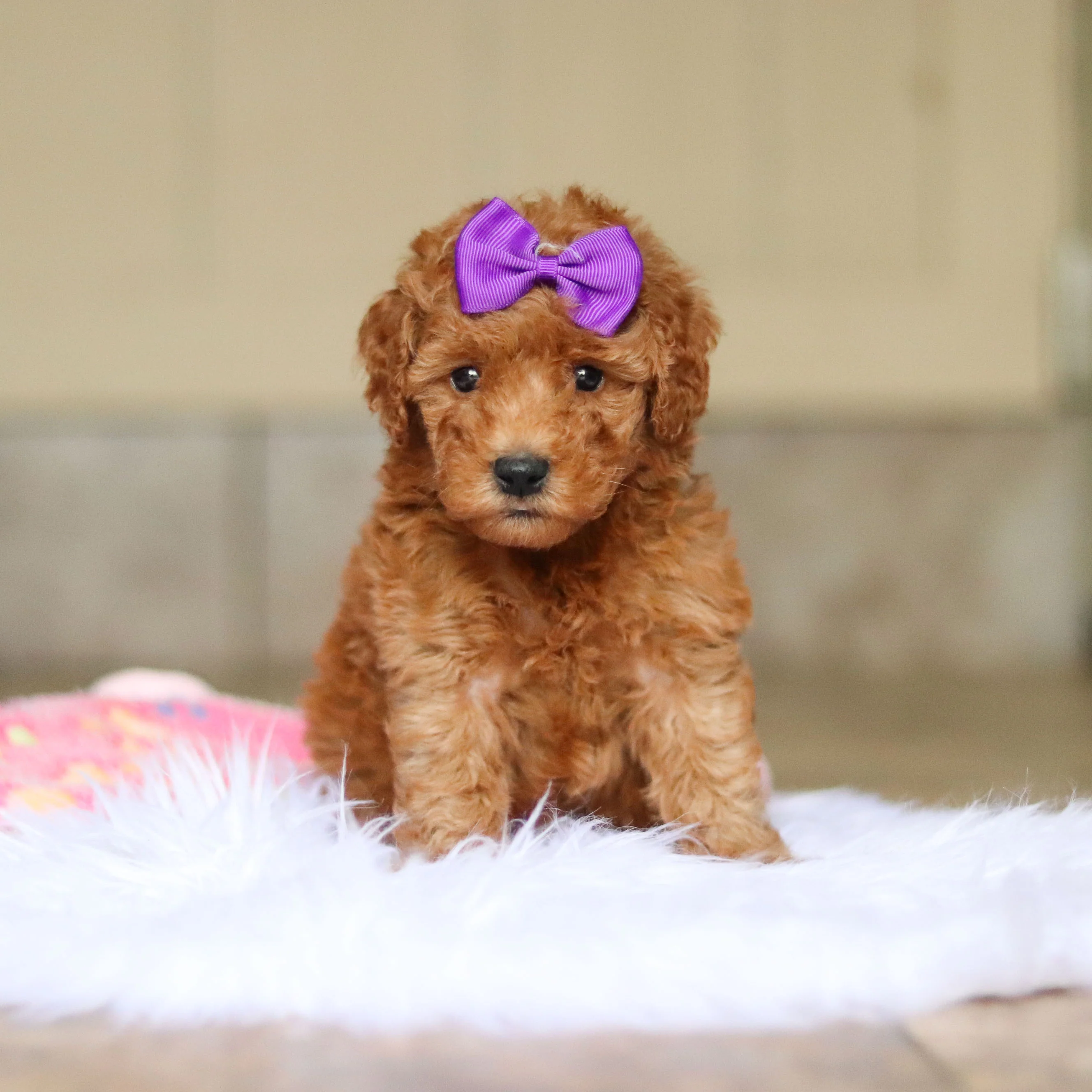 Nellie - Available 6/4 - Image 2