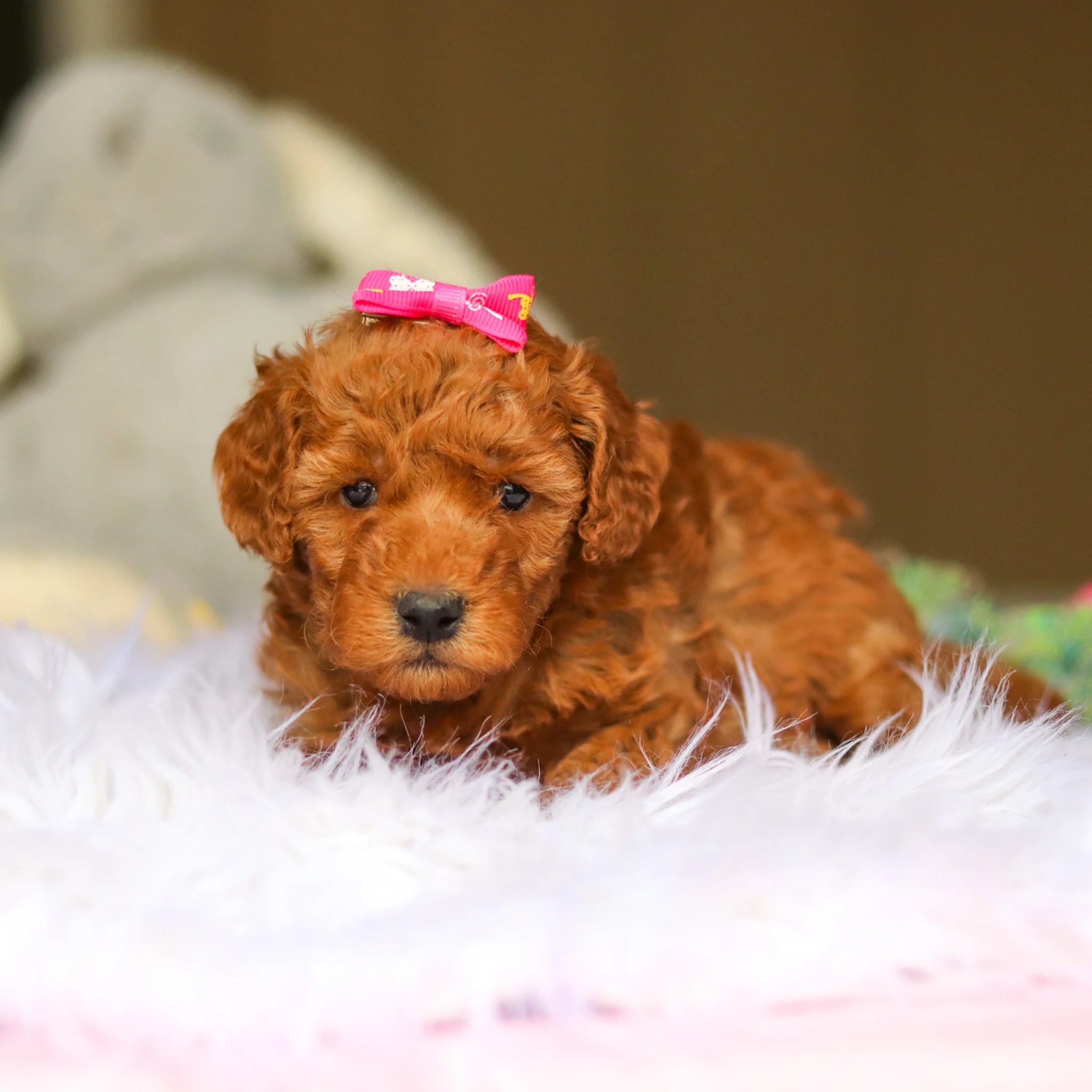 Nellie - Available 6/4 - Image 8