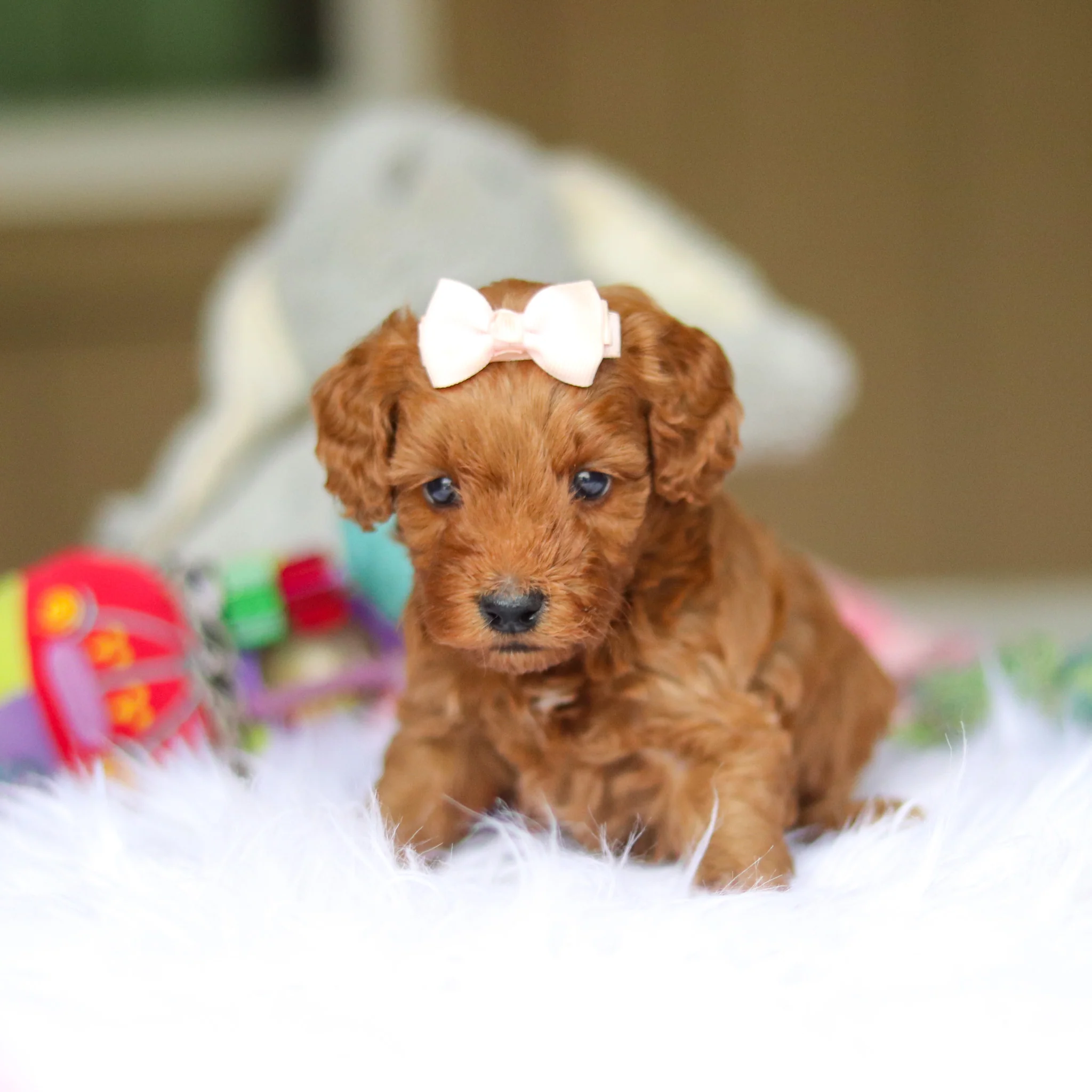 Nicky - Available 6/4 - Image 10