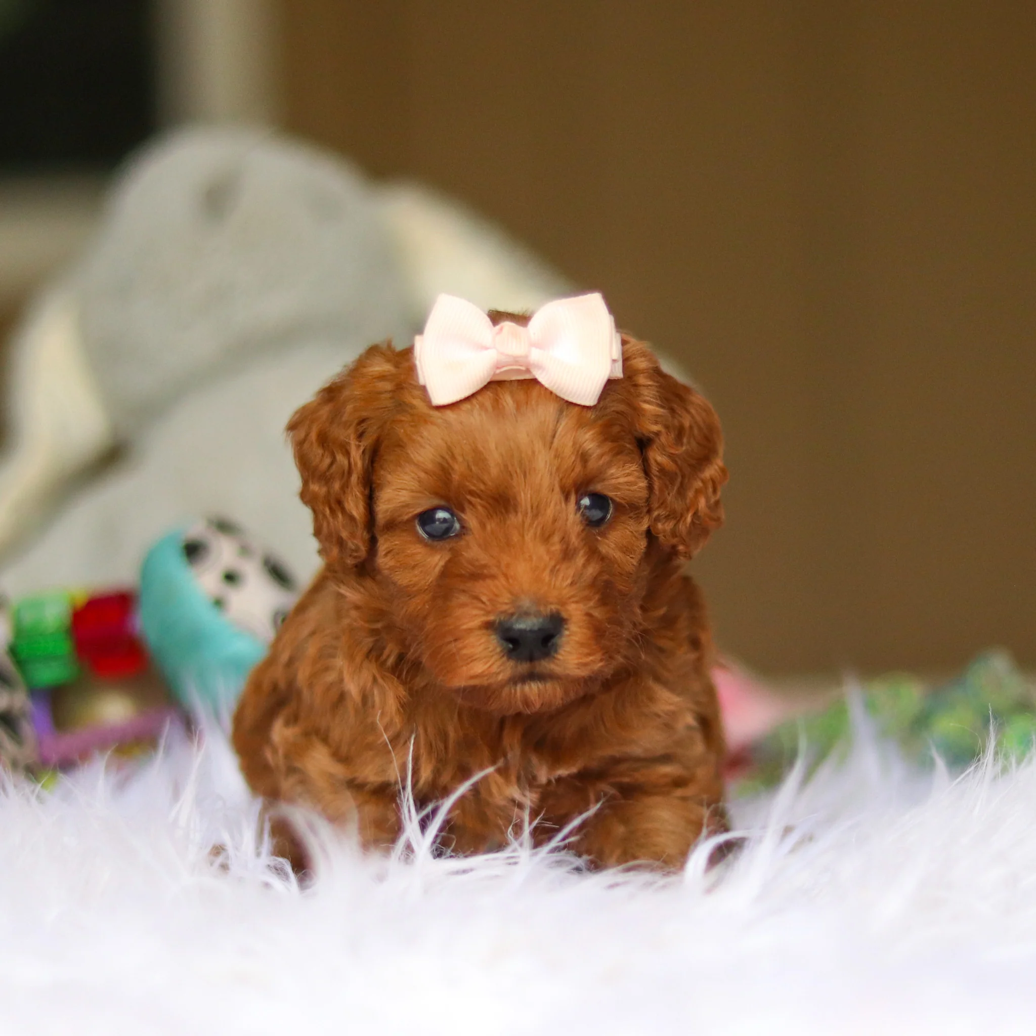 Nicky - Available 6/4 - Image 11
