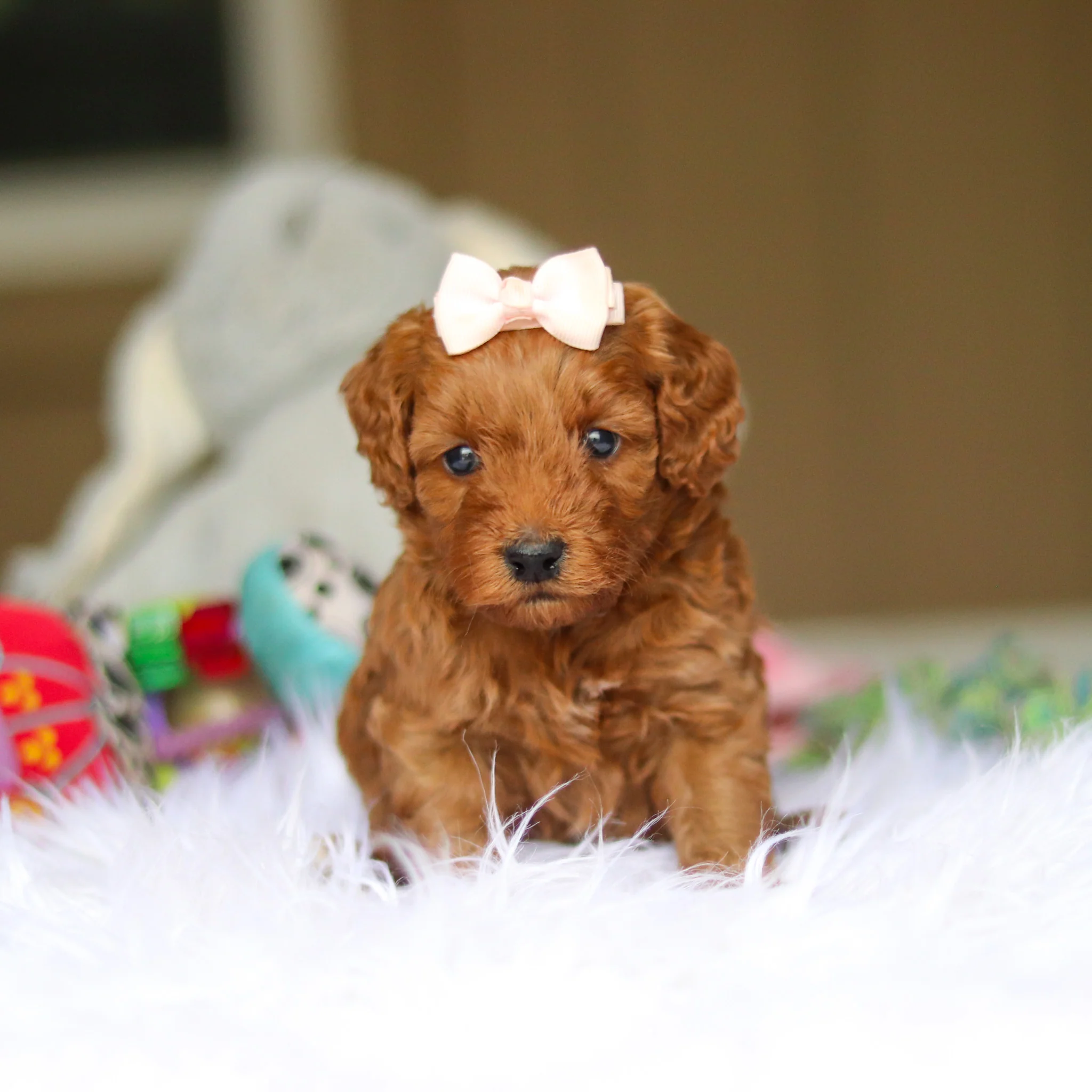 Nicky - Available 6/4 - Image 12