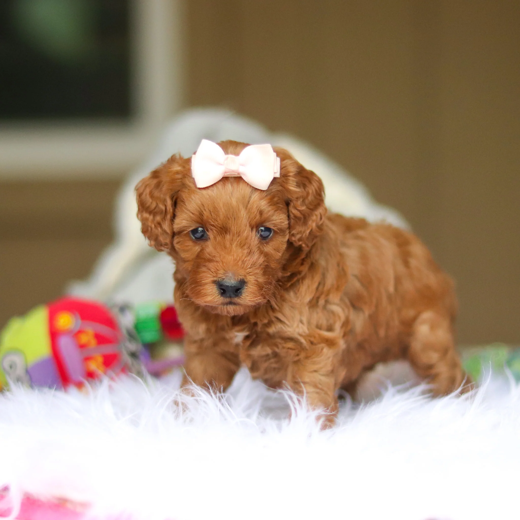 Nicky - Available 6/4 - Image 13