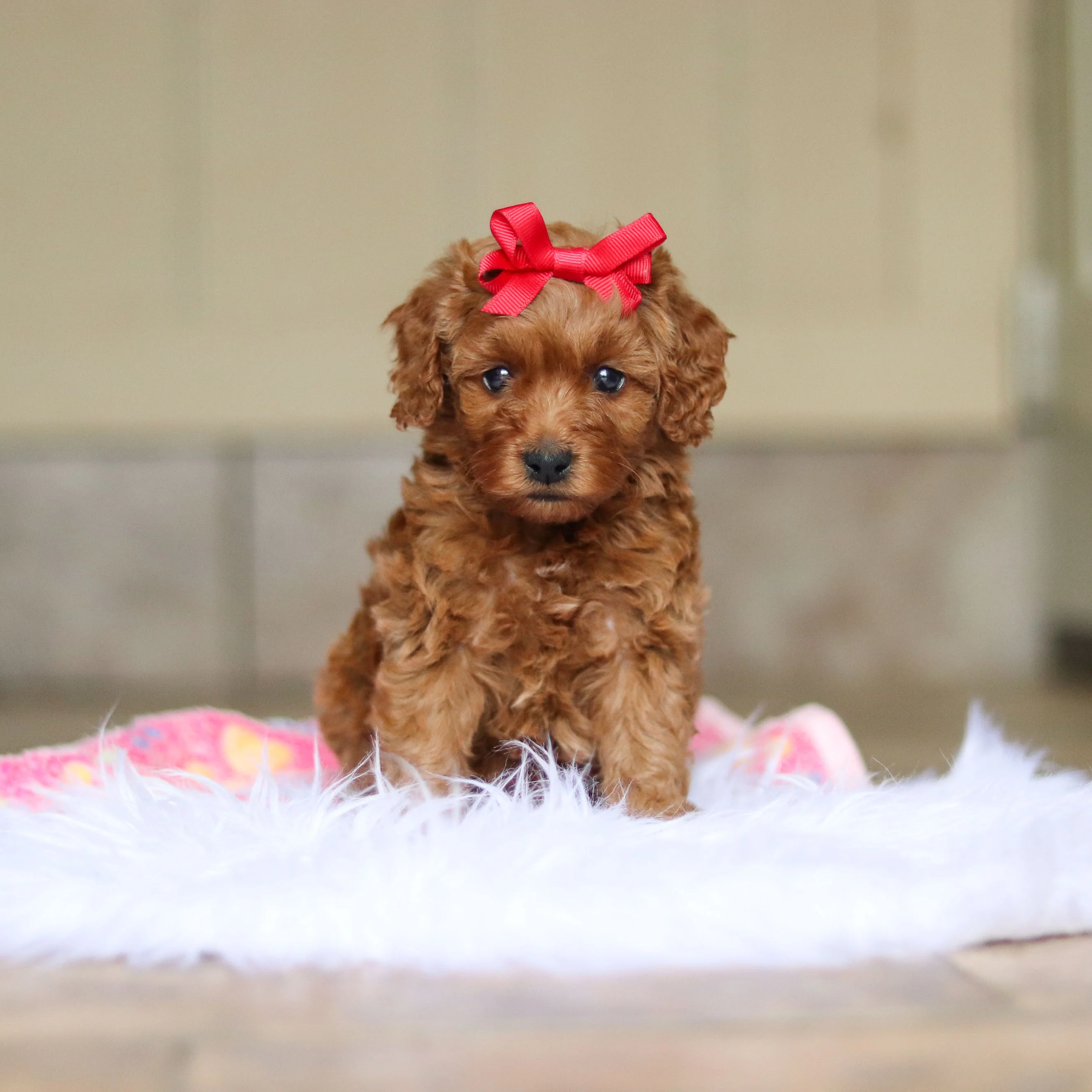 Nicky - Available 6/4 - Image 2
