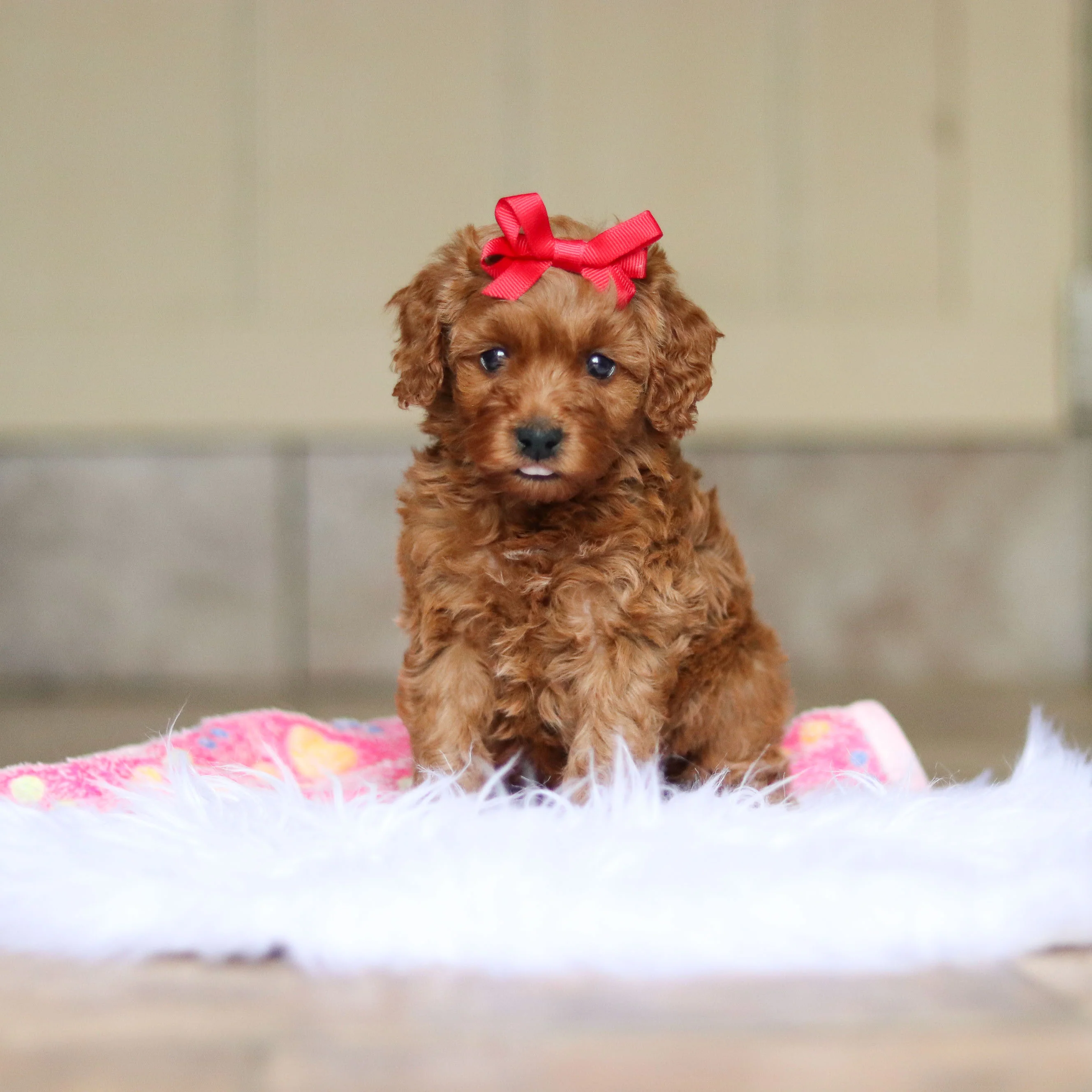 Nicky - Available 6/4 - Image 4