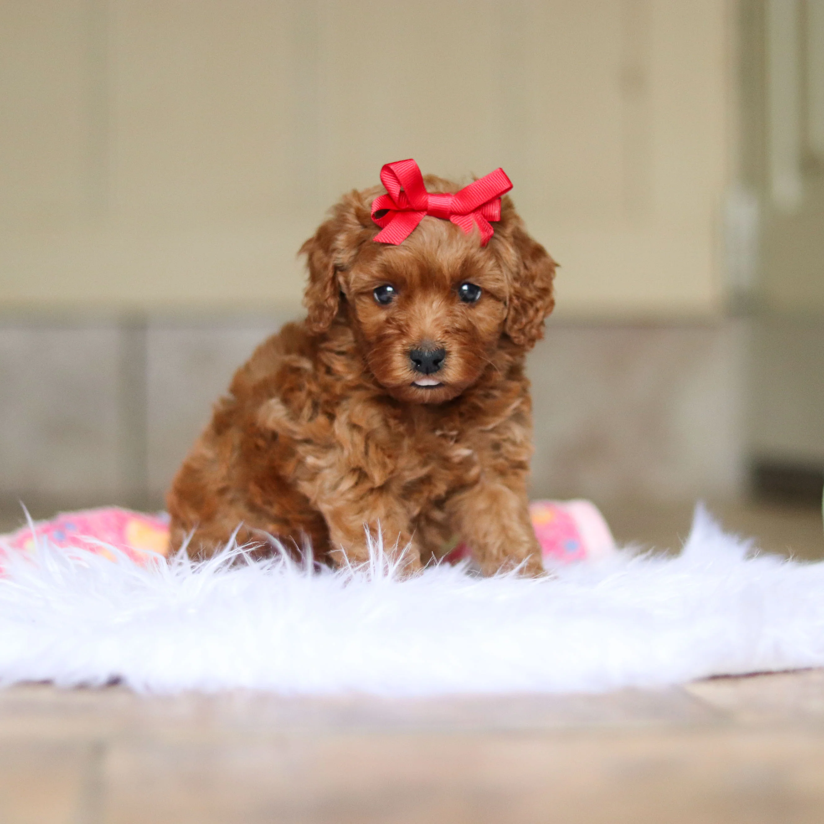 Nicky - Available 6/4 - Image 5
