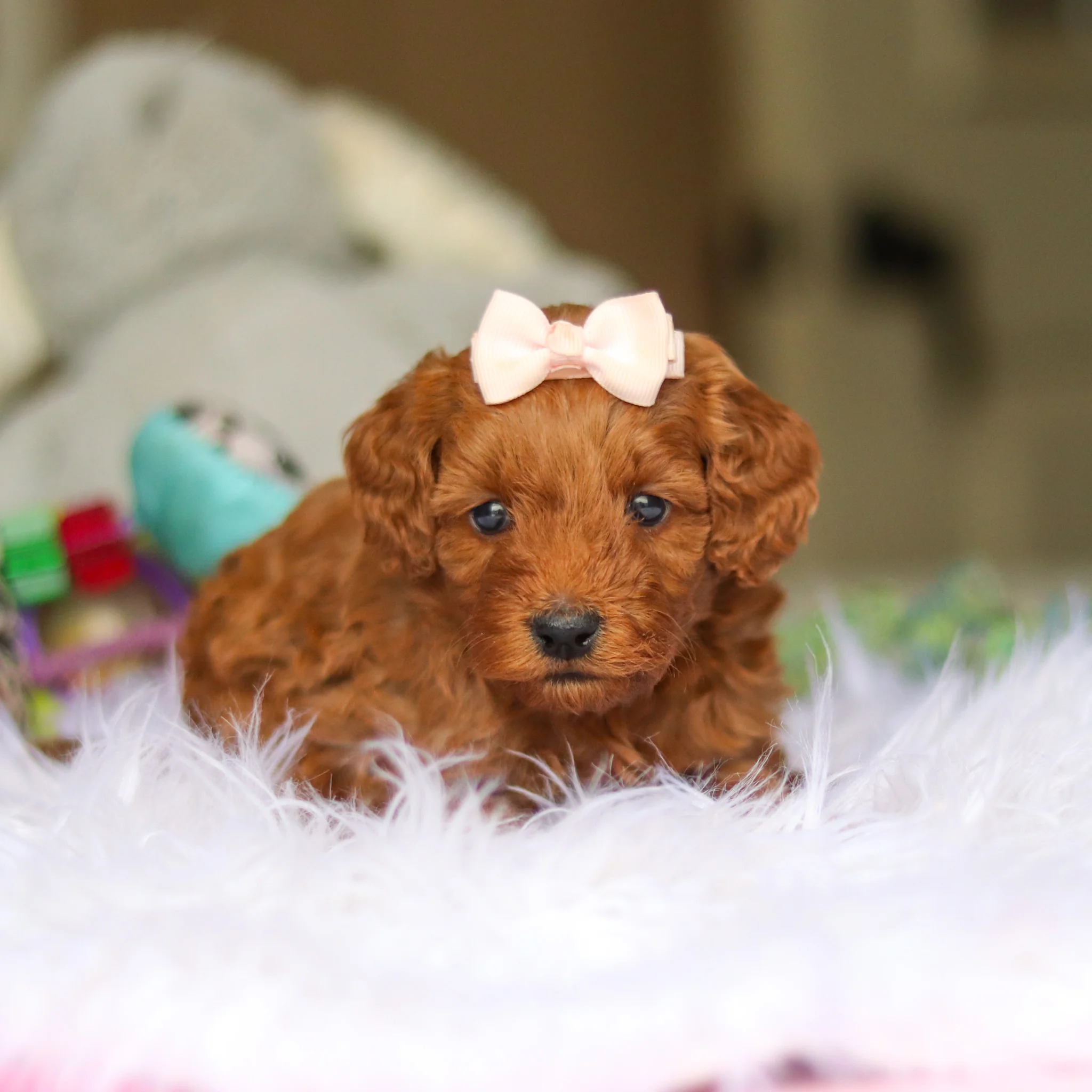 Nicky - Available 6/4 - Image 7