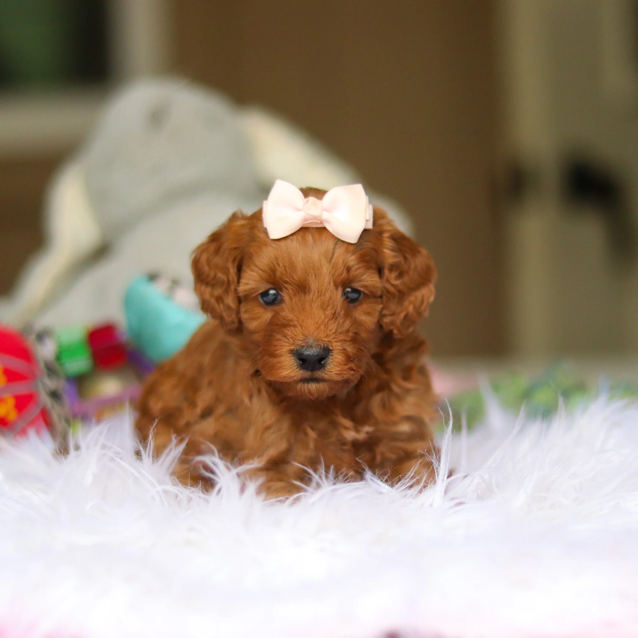 Nicky - Available 6/4 - Image 8