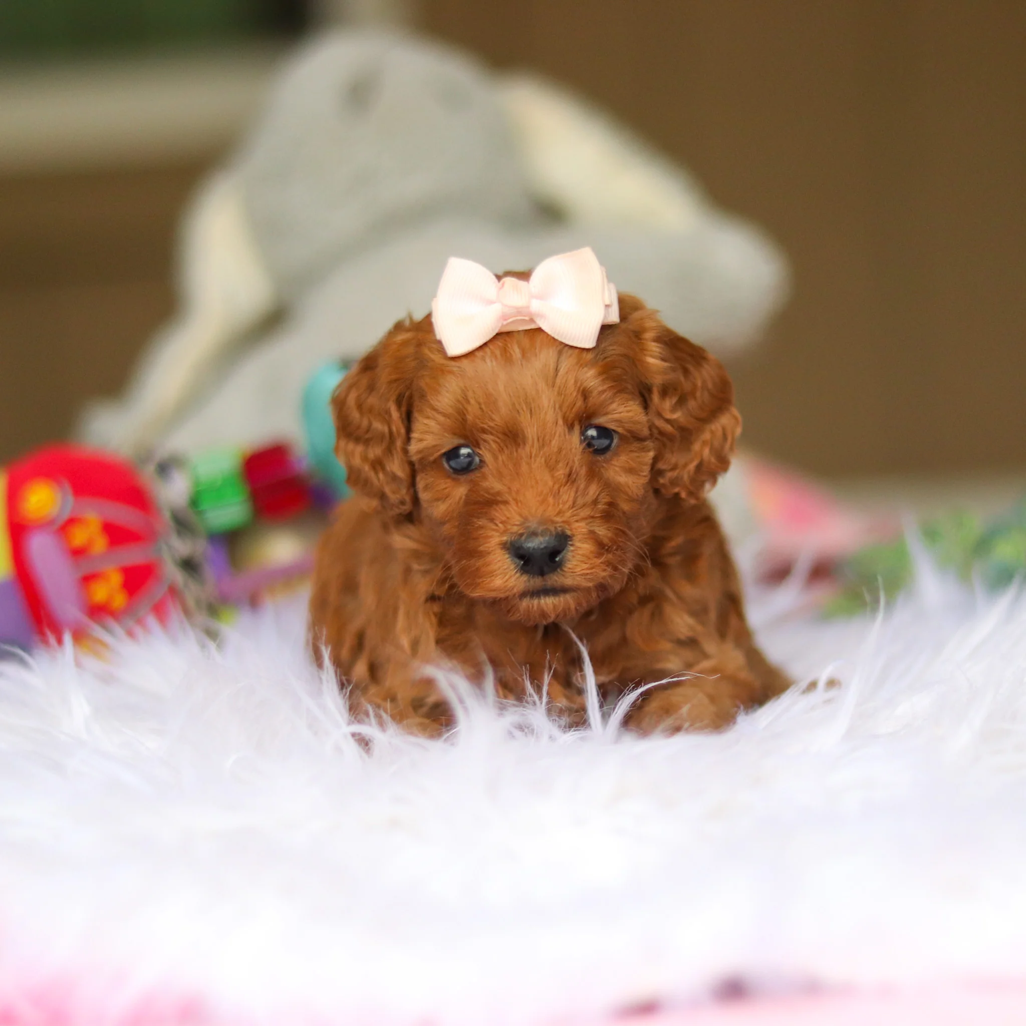 Nicky - Available 6/4 - Image 9